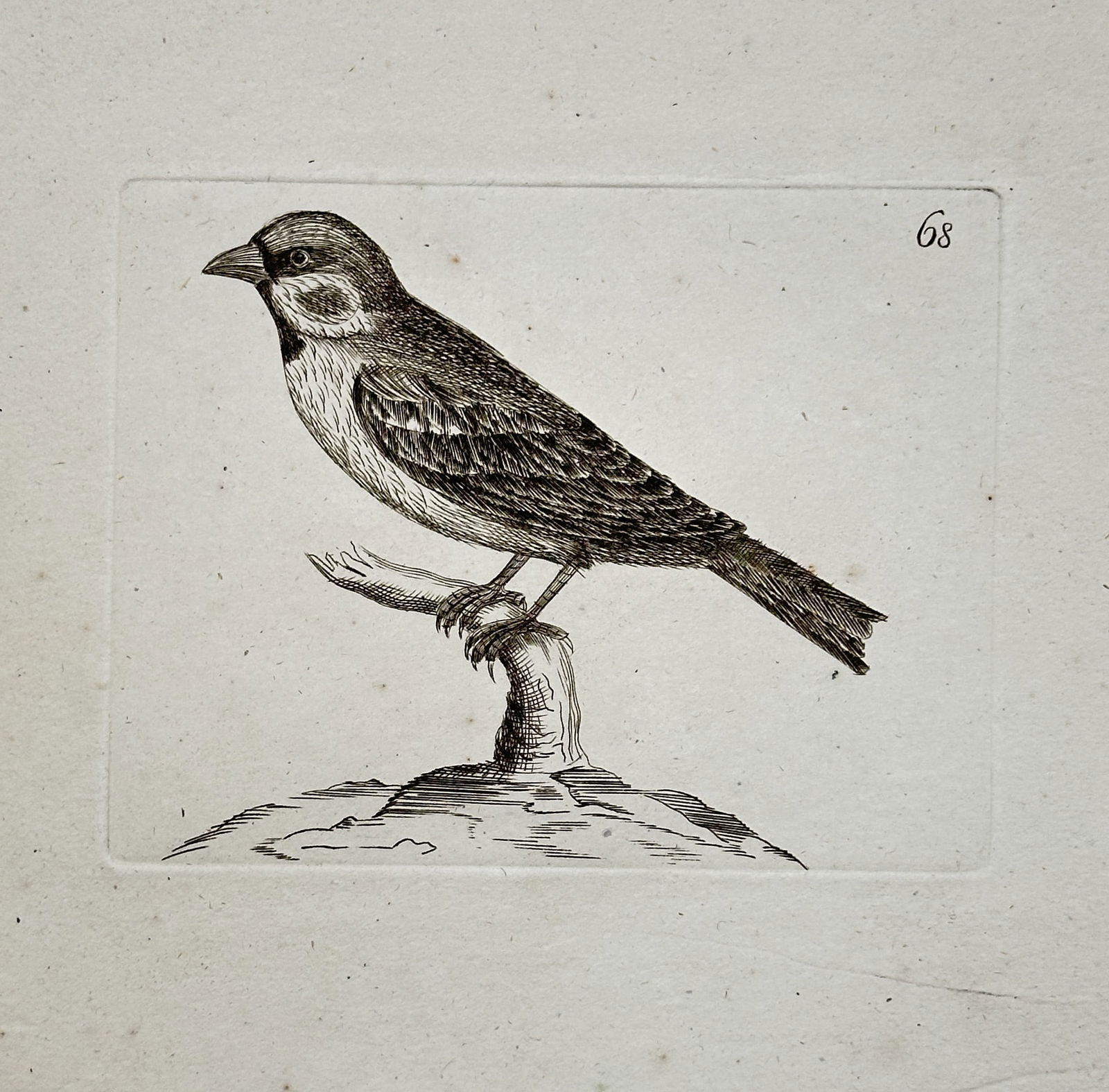 Unknown Artist – House Sparrow (Passer domesticus) – Engraving (18th Century) (1 of 2)