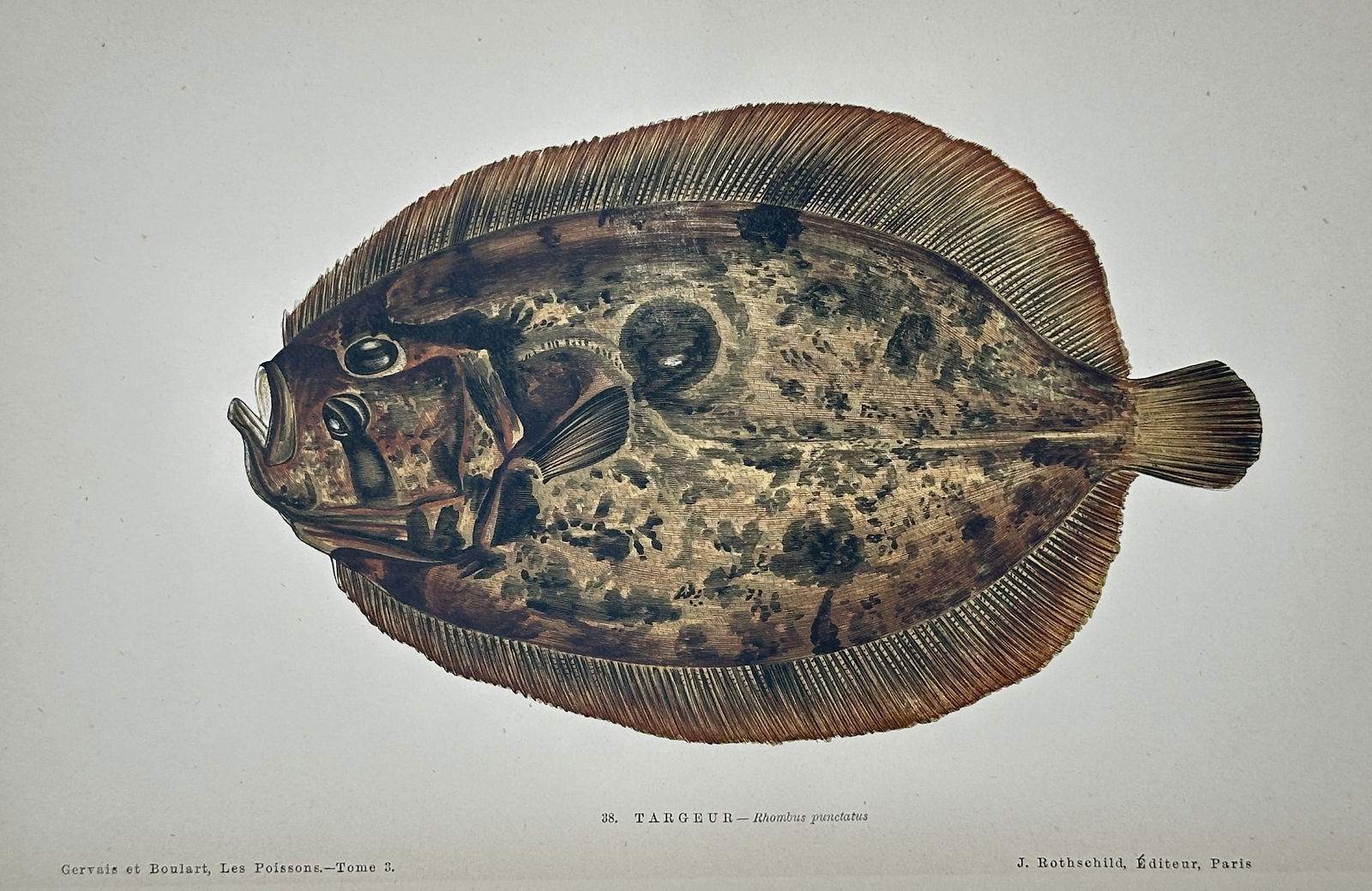 Jules Rothschild (1838–1900) – The Turbot (Rhombus maximus) – Chromolithograph (1 of 2)