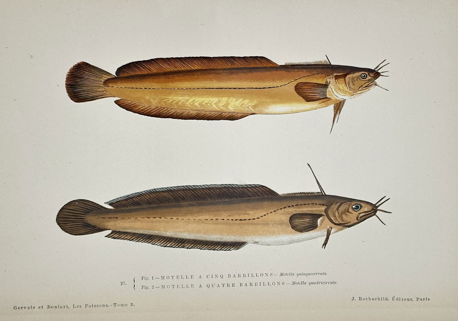 Jules Rothschild (1838–1900) – Motelle (Rockling Fish) – Chromolithograph (circa 1870–1880) (1 of 2)