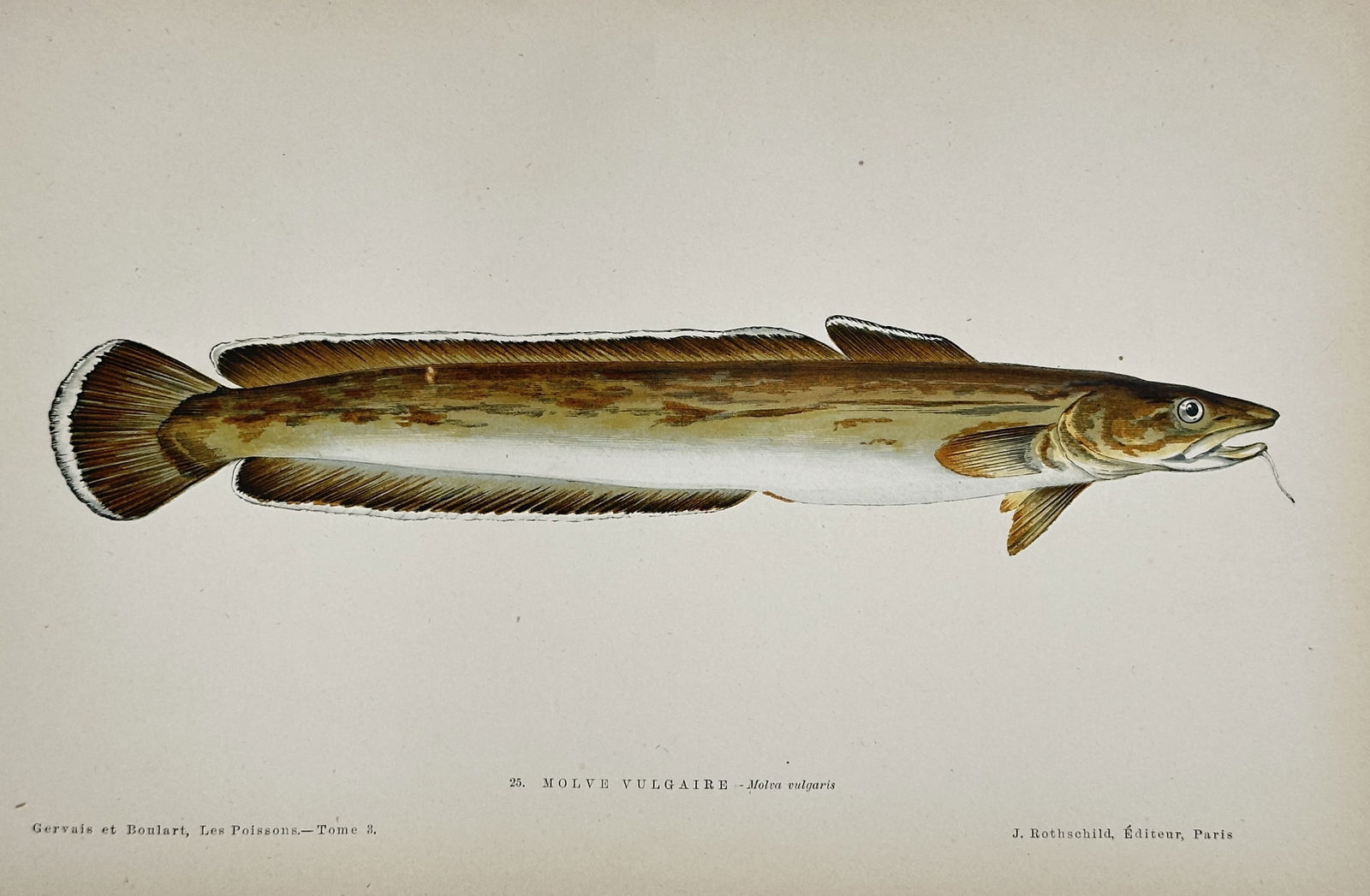 Jules Rothschild (1838–1900) – Common Molva (Molva vulgaris) – Chromolithograph (1 of 2)