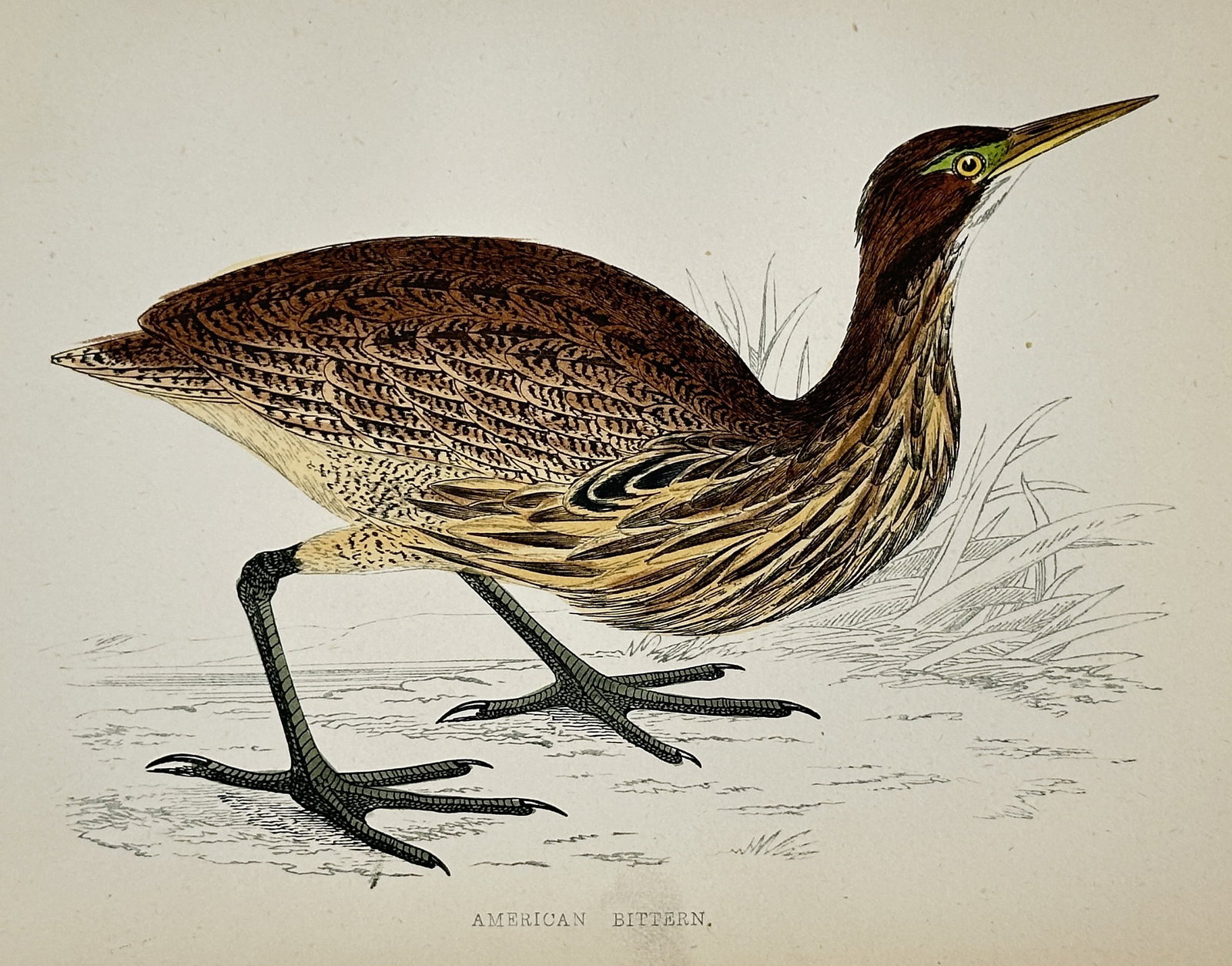 Francis Orpen Morris (1810–1893) – American Bittern – Hand-colored engraving: This print is a detailed ornithological illustration of the American Bittern (Botaurus lentiginosus), a secretive wading bird known for its mottled brown plumage and cryptic coloration. The bird is sh