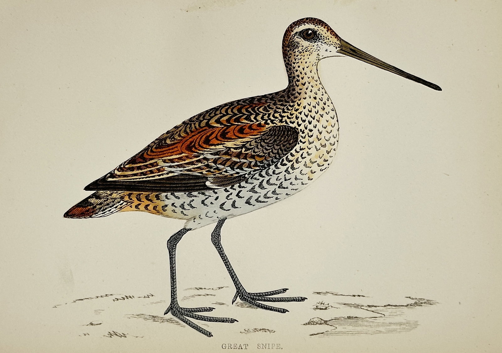 Francis Orpen Morris (1810–1893) – Great Snipe – Hand-colored engraving (circa 1850–1870): This print is a detailed ornithological illustration of the Great Snipe (Gallinago media), a migratory wading bird characterized by its mottled brown and white plumage and its long, straight beak. The