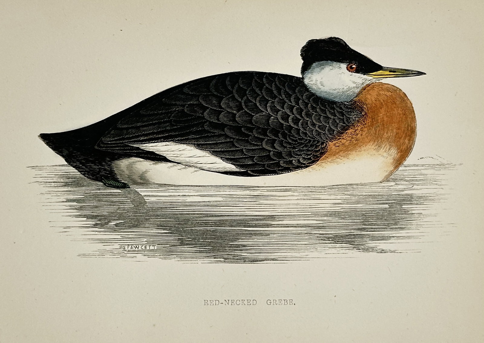 Francis Orpen Morris (1810–1893) – Red-Necked Grebe – Hand-colored engraving (1 of 2)
