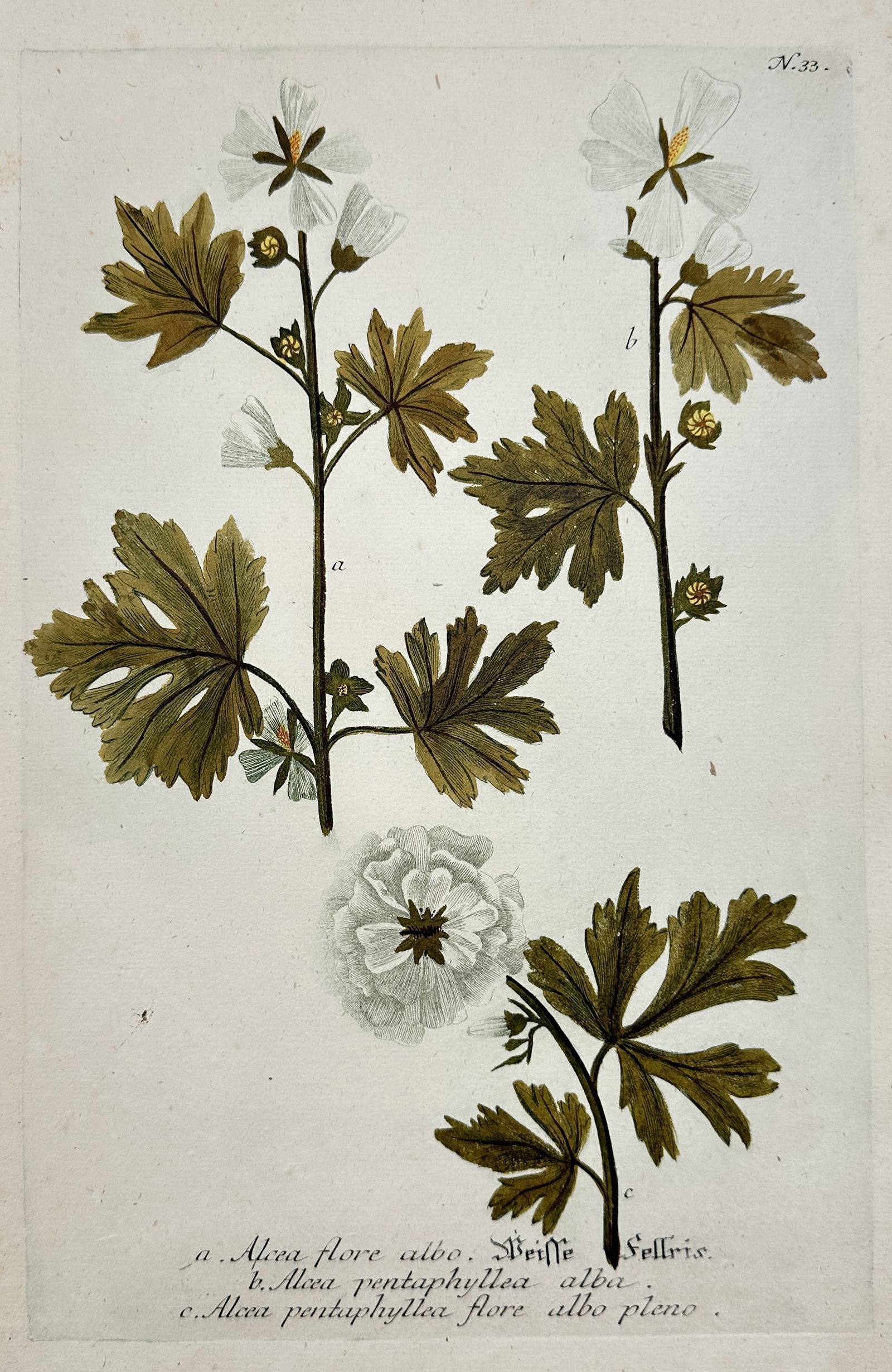 Johann Wilhelm Weinmann – Alcea (Mallow) Species – Hand-colored engraving (1737–1745) (1 of 2)