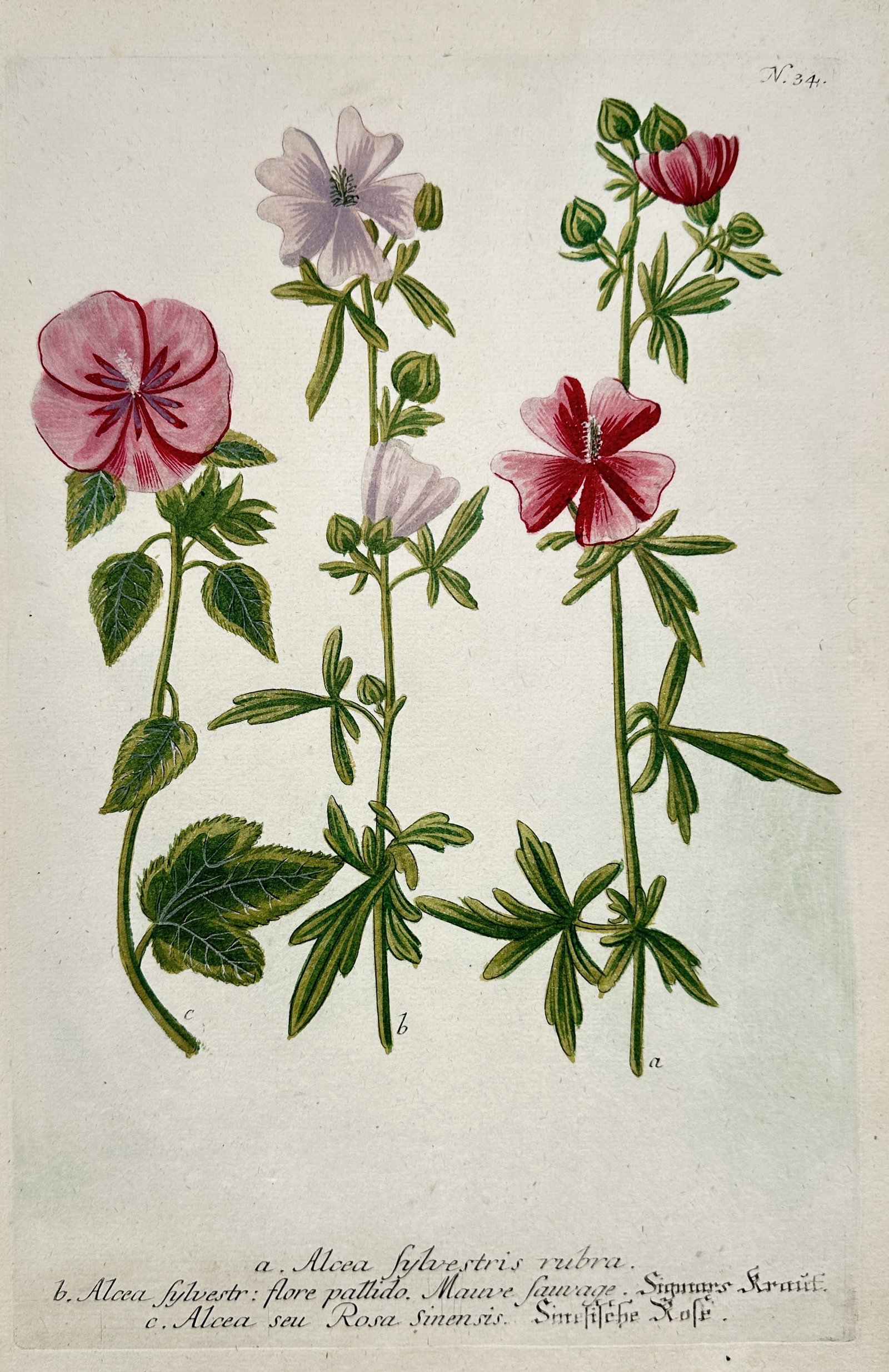 Johann Wilhelm Weinmann – Alcea (Mallow) and Malva (Mallow) Species – Hand-colored engraving (1 of 2)