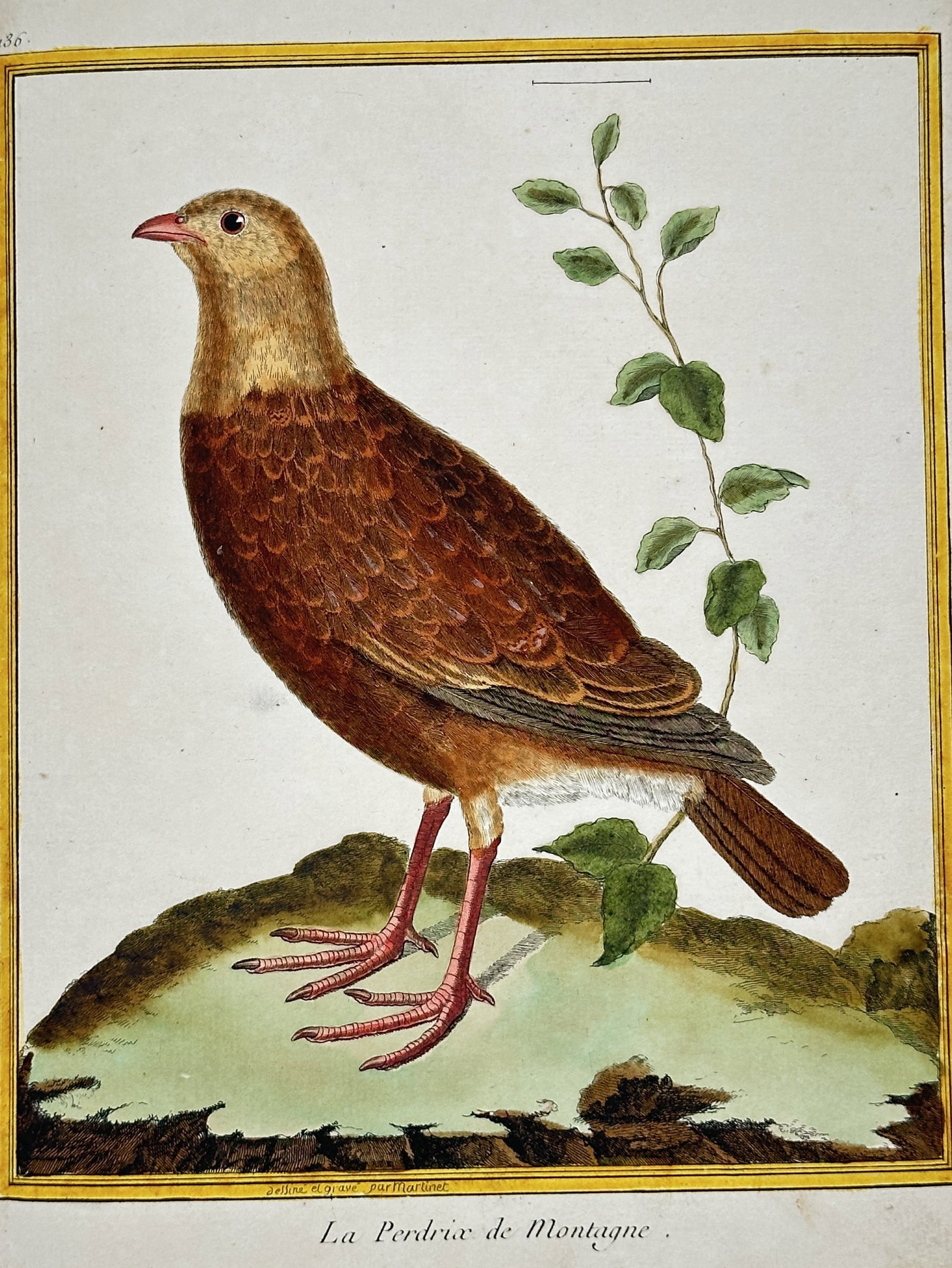 François-Nicolas Martinet – La Perdrix de Montagne (The Mountain Partridge): This print is a detailed ornithological illustration depicting the Mountain Partridge (La Perdrix de Montagne), shown standing in profile on a rocky mound with a small leafy branch in the background. 