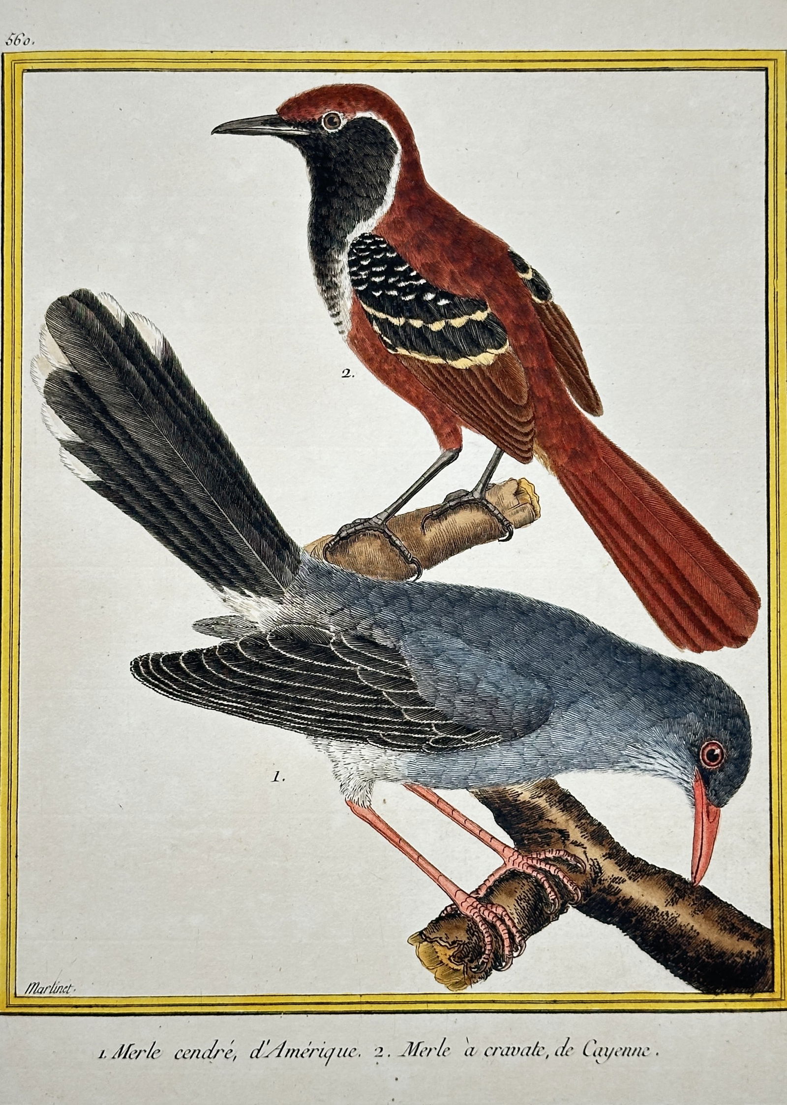 François-Nicolas Martinet – Set of Two: American and Cayenne Merles (Thrushes) (1 of 2)