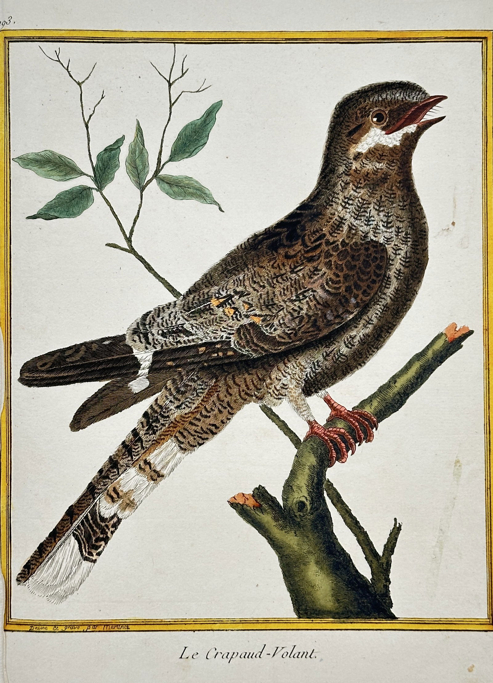 François-Nicolas Martinet – Le Crapaud-Volant (The Flying Toad/Nightjar) (1 of 2)