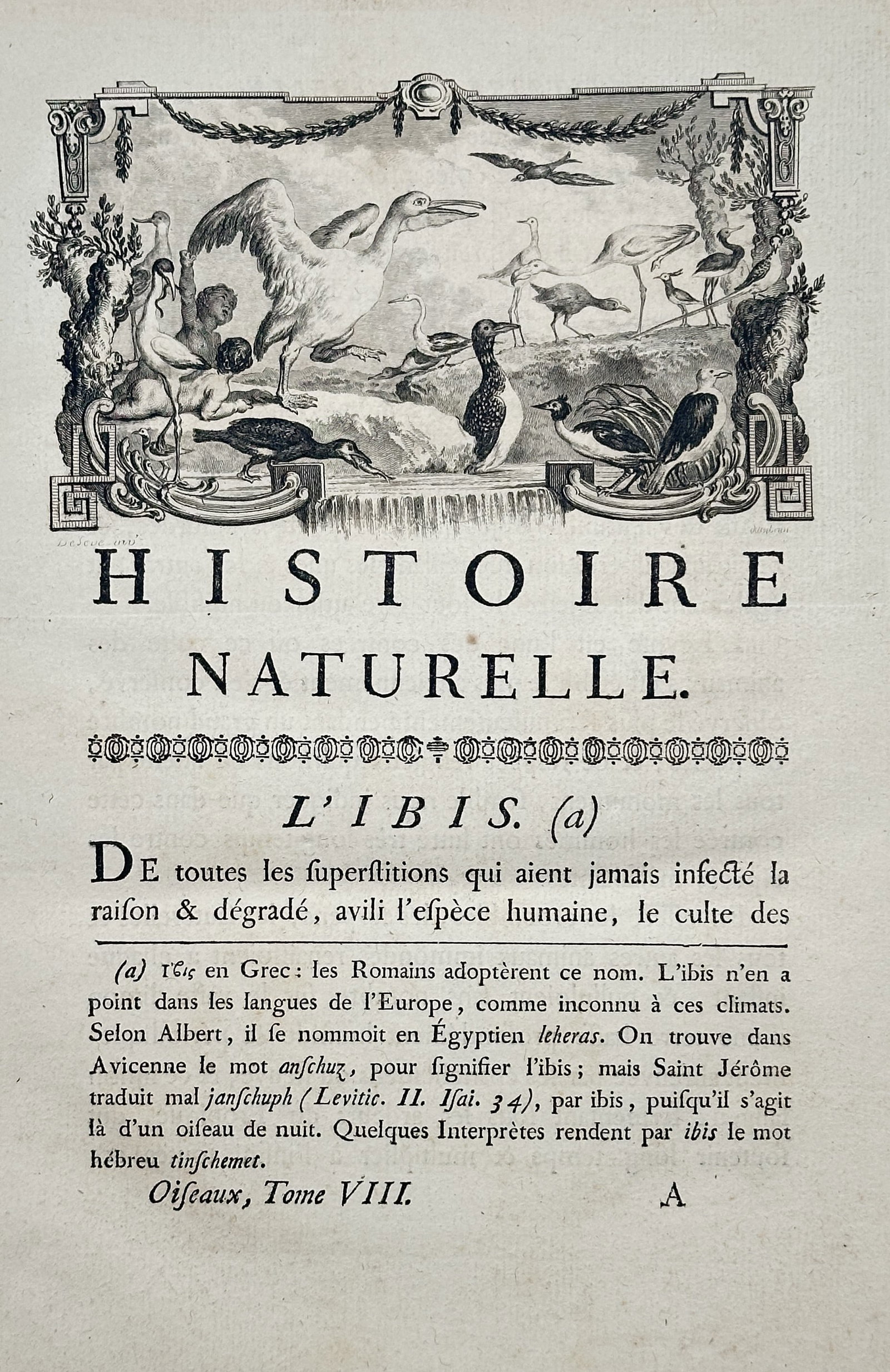 Georges-Louis Leclerc, Comte de Buffon – Histoire Naturelle. L'Ibis. – Engraving (1770s): This leaf from the comprehensive natural history work includes a decorative engraved vignette at the top illustrating various birds, including the Ibis, set within a highly ornate, architectural borde