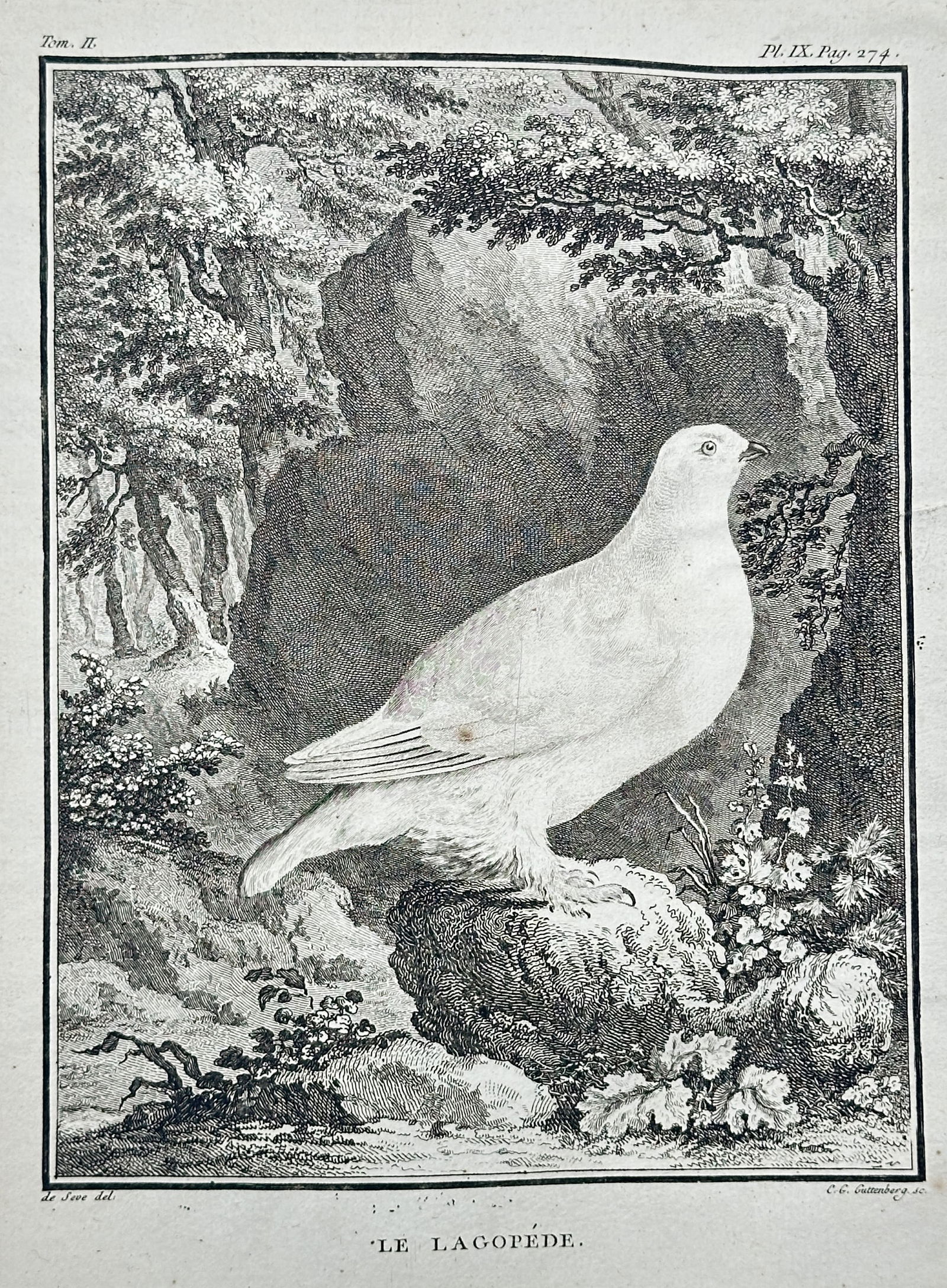 Georges-Louis Leclerc, Comte de Buffon – Le Lagopède (Ptarmigan) – Engraving (1770s): This engraving, a plate from Buffon's monumental natural history work, depicts Le Lagopède, or the Ptarmigan, a type of game bird known for its white winter plumage, standing amidst a rocky, forested
