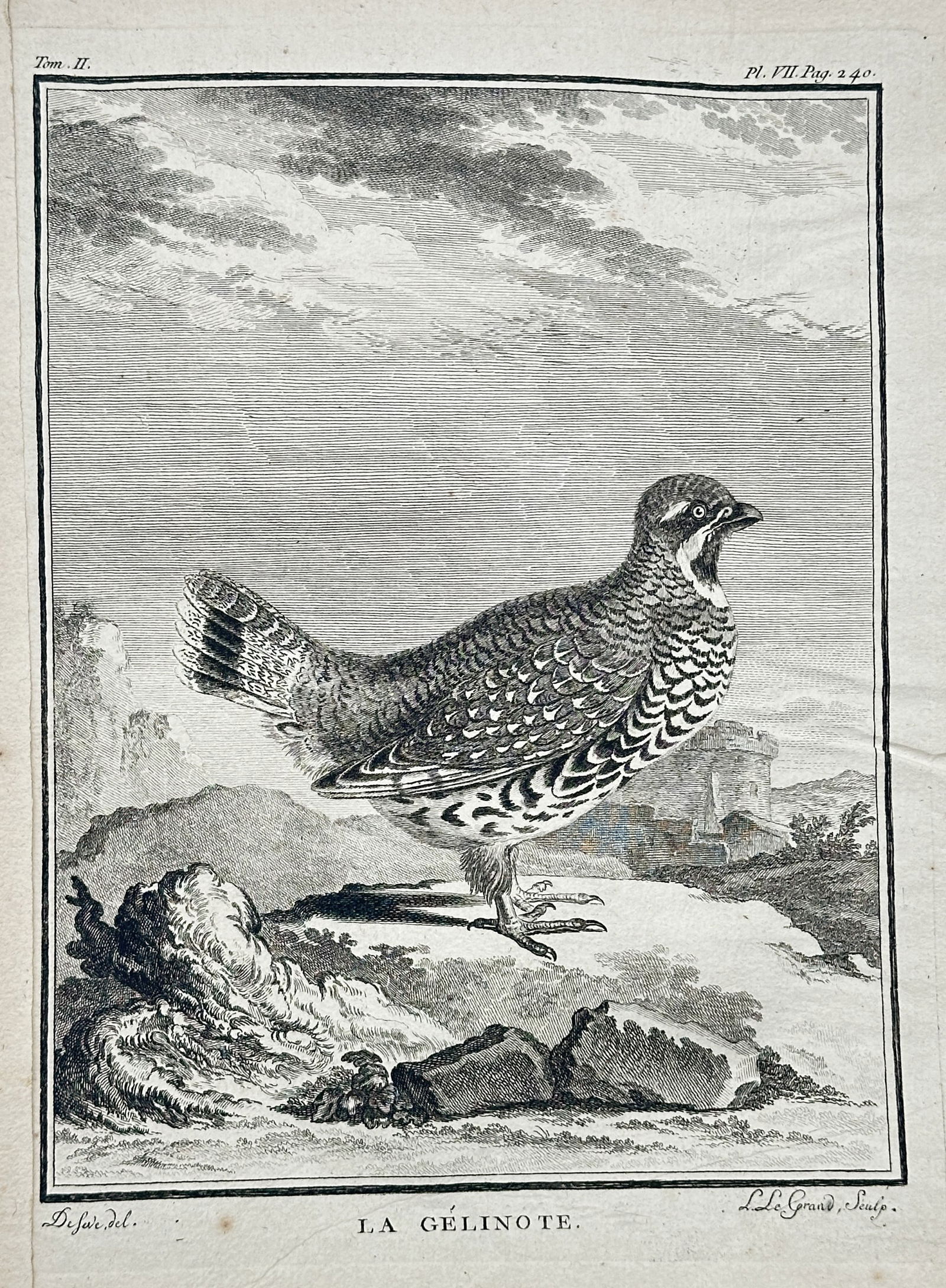 Georges-Louis Leclerc, Comte de Buffon – La Gélinote (Hazel Grouse) – Engraving (1770s): This engraving, a plate from Buffon's monumental natural history work, depicts La Gélinote, or the Hazel Grouse, standing in profile on rocky ground, with a distant, mountainous landscape under a clo