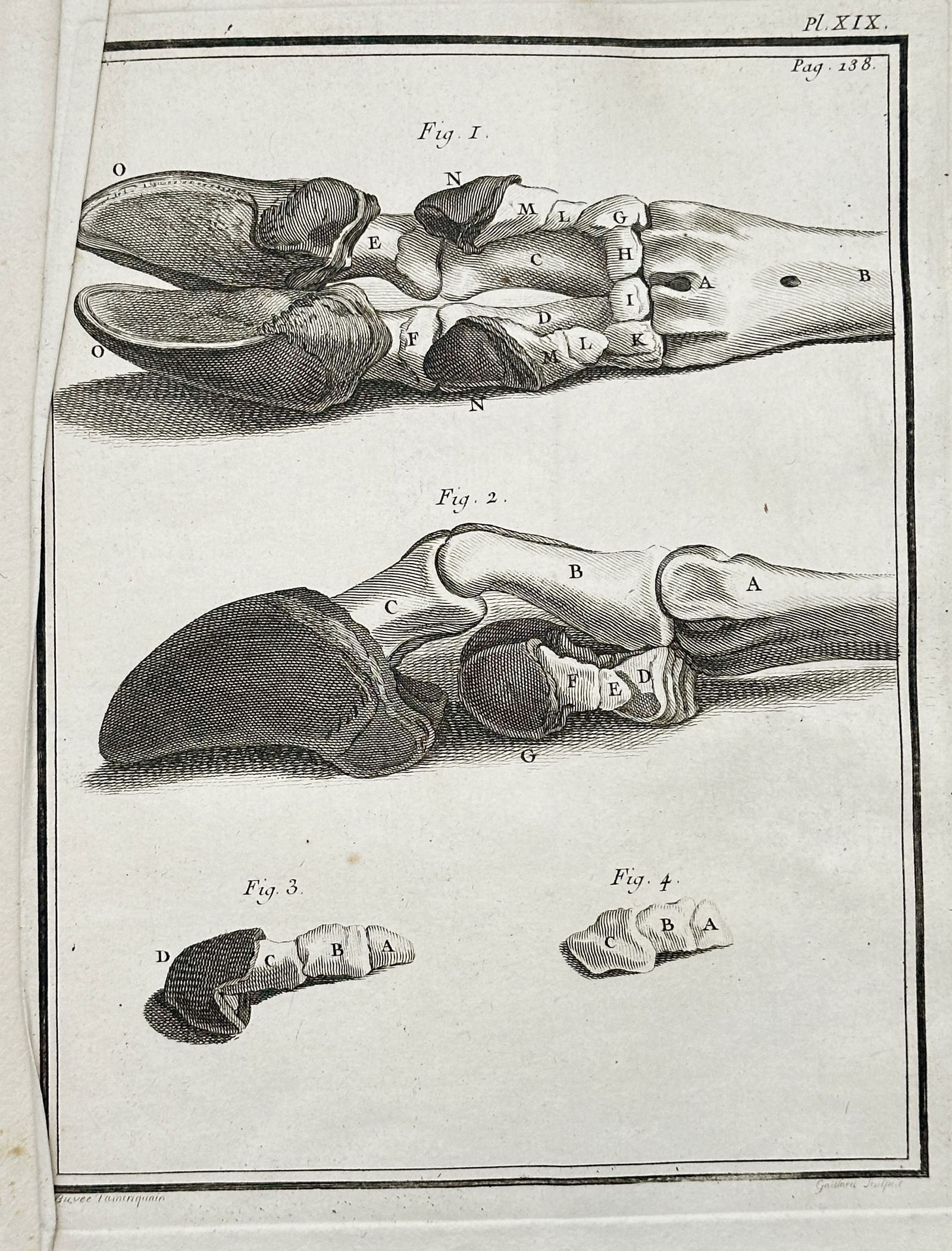 Georges-Louis Leclerc, Comte de Buffon – Anatomical Study of a Hoof – Engraving (1770s) (1 of 2)