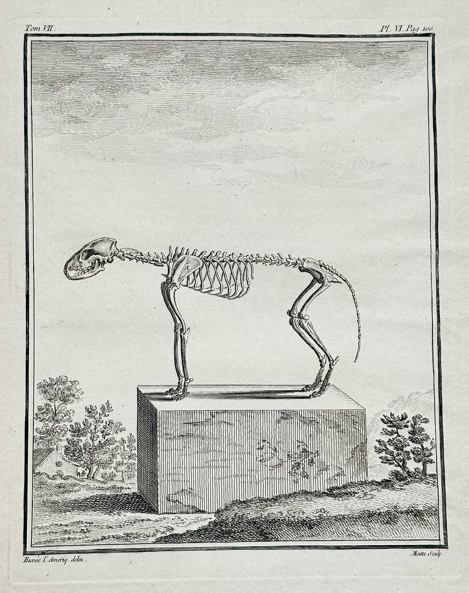 Georges-Louis Leclerc, Comte de Buffon – Skeleton of a Mammal – Engraving (1770s): This engraving, a plate from Buffon's monumental natural history work, presents the skeletal structure of a small mammal, a rodent or similar creature, shown standing in profile on a block pedestal ou
