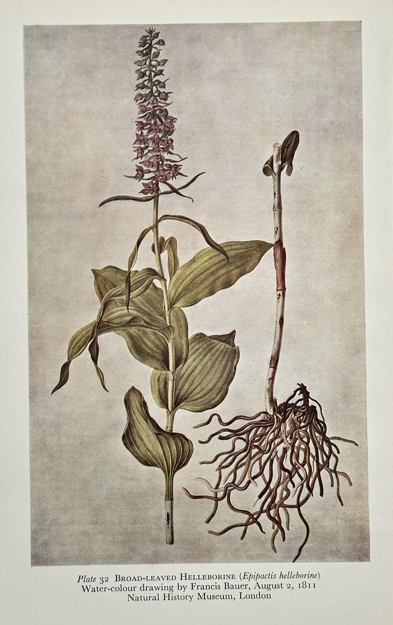 Francis Bauer (1758–1840) – Broad-Leaved Helleborine (Epipactis helleborine) – Offset print: This offset print is a botanical illustration depicting the Broad-Leaved Helleborine (Epipactis helleborine), a species of orchid. The illustration shows the entire plant with its leafy stem and termi