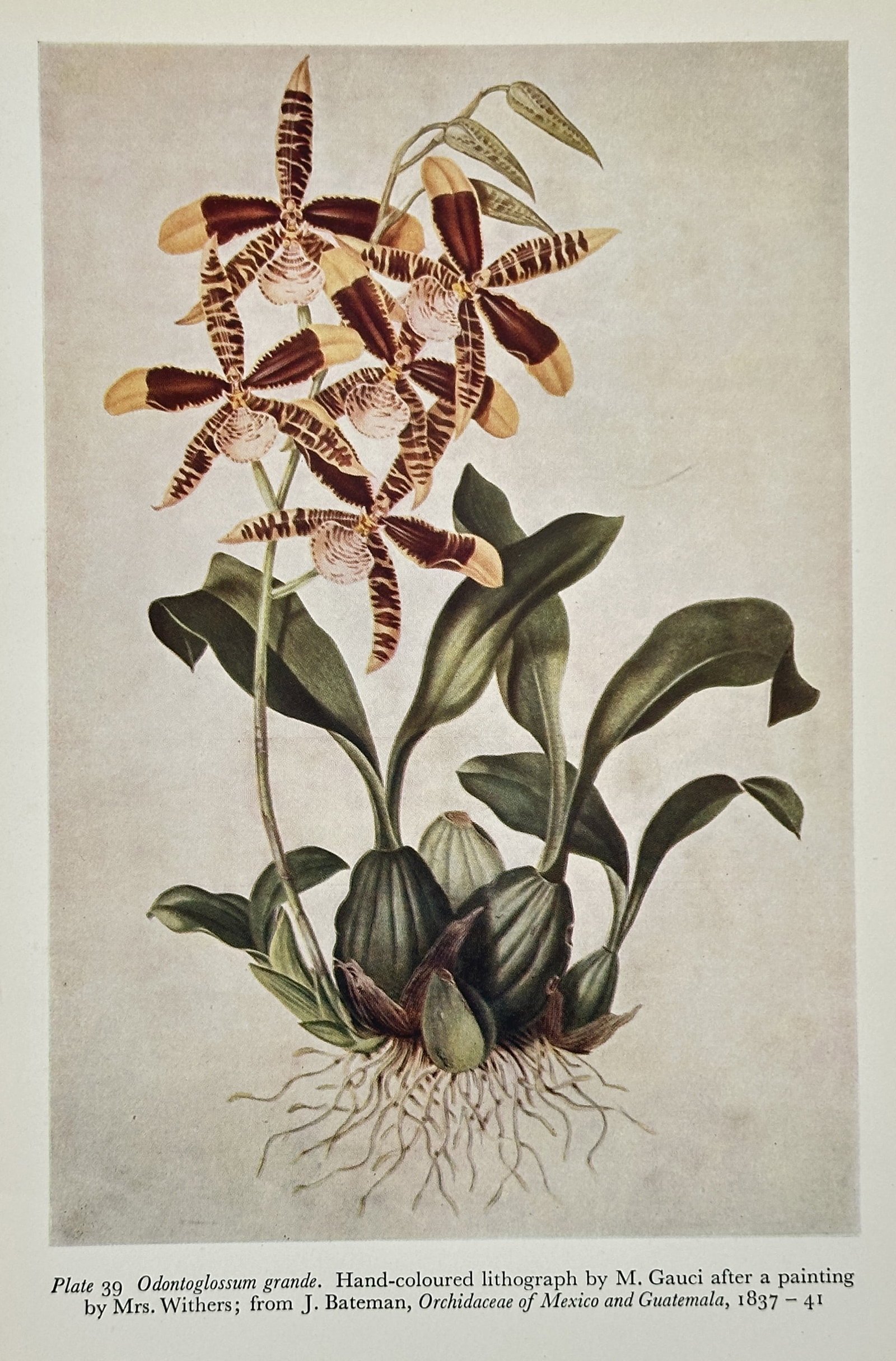M. Gauci (1830s–1927-1929) – Odontoglossum grande – Offset print (20th Century): This offset print is a hand-coloured lithograph by Gauci, originally published in James Bateman's Orchidaceae of Mexico and Guatemala. The illustration depicts the Odontoglossum grande orchid, showing