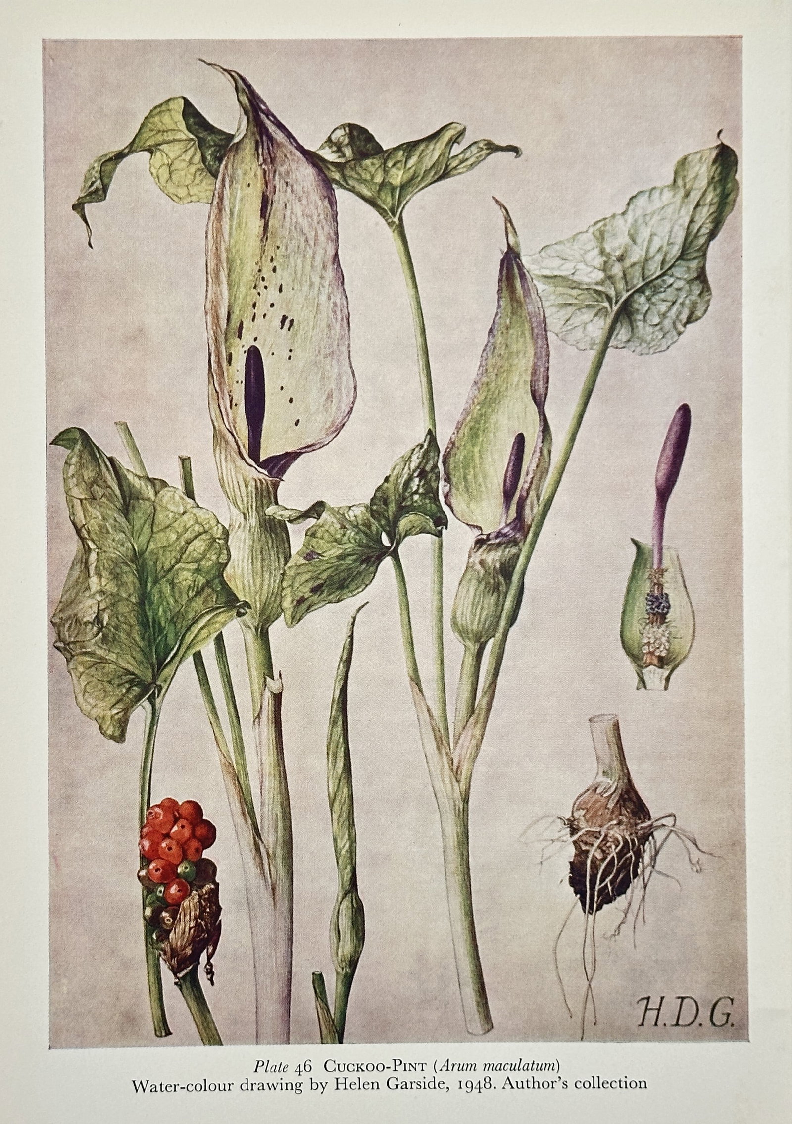 Helen Garside (fl. 1940s) – Cuckoo-Pint (Arum maculatum) – Offset print (20th Century): This offset print is a watercolor drawing depicting the Cuckoo-Pint or Lords-and-Ladies (Arum maculatum). The illustration shows the plant's distinctive spathe and spadix flowers, its large leaves, th