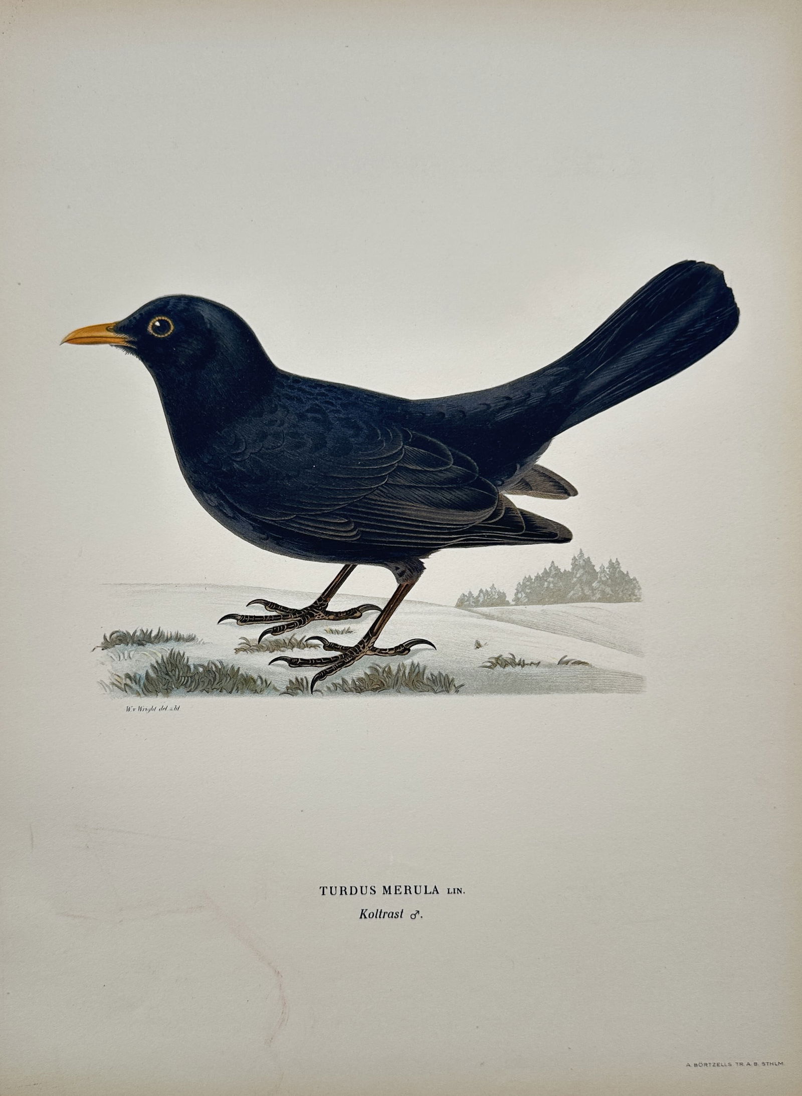 Wilhelm von Wright (1810–1887) – Turdus Merula (Blackbird) – Chromolithograph (1927-1929) (1 of 2)