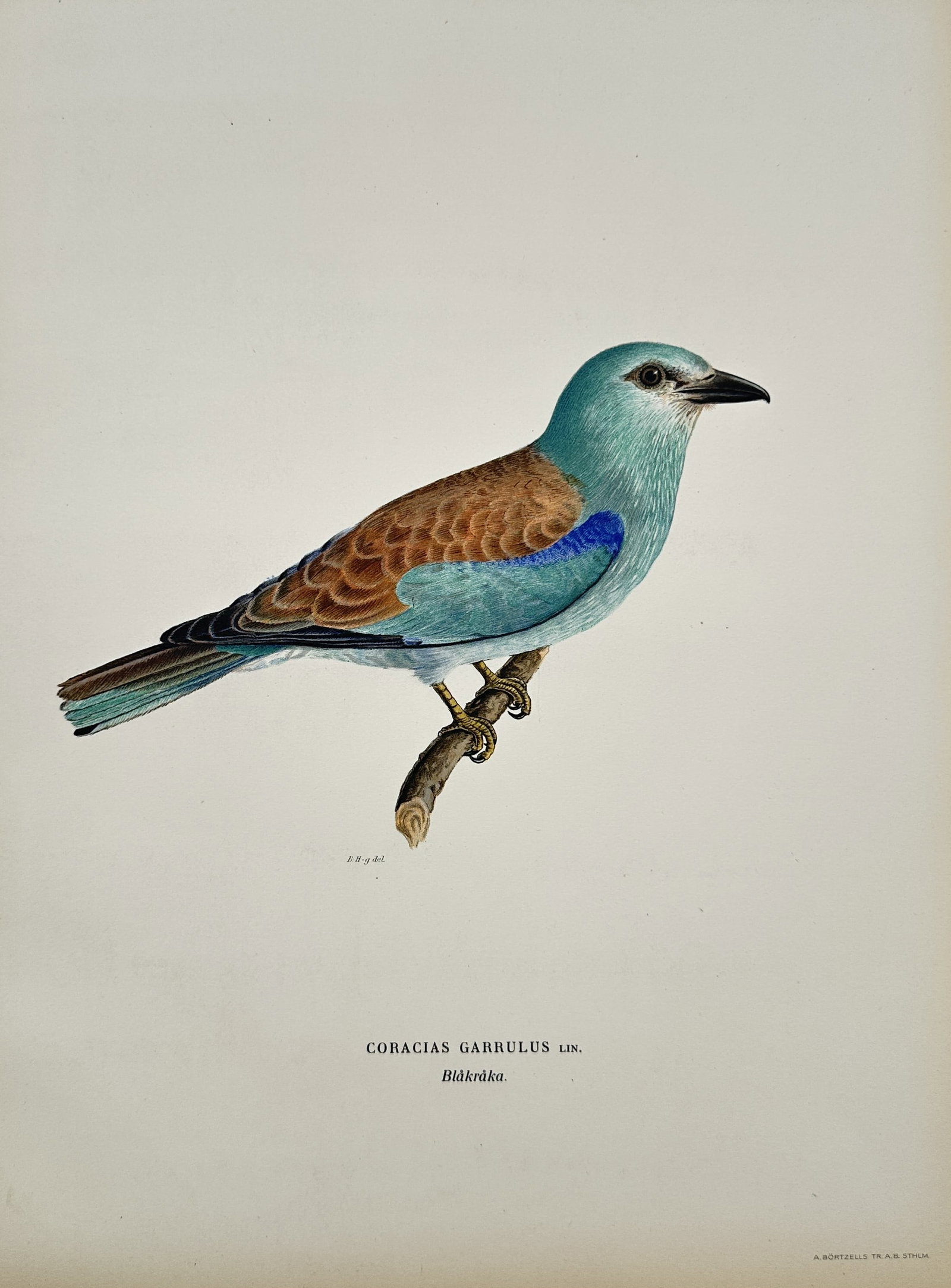 Wilhelm von Wright (1810–1887) – Coracias Garrulus (European Roller) – Chromolithograph: This chromolithograph is a natural history illustration depicting the Coracias Garrulus, or European Roller. The bird is shown perched on a branch in profile, distinguished by its striking turquoise-b