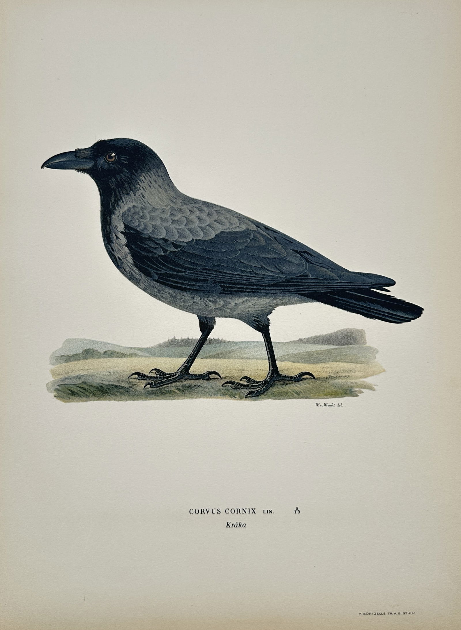 Wilhelm von Wright (1810–1887) – Corvus Cornix (Hooded Crow) – Chromolithograph (1 of 2)