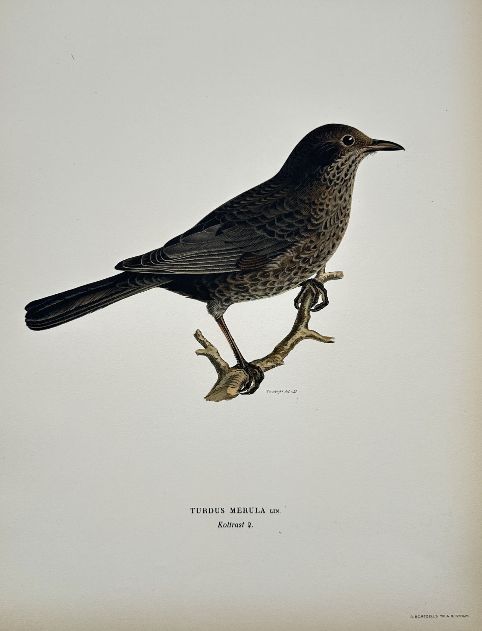 Wilhelm von Wright (1810–1887) – Turdus Merula (Female Blackbird) – Chromolithograph (1 of 2)