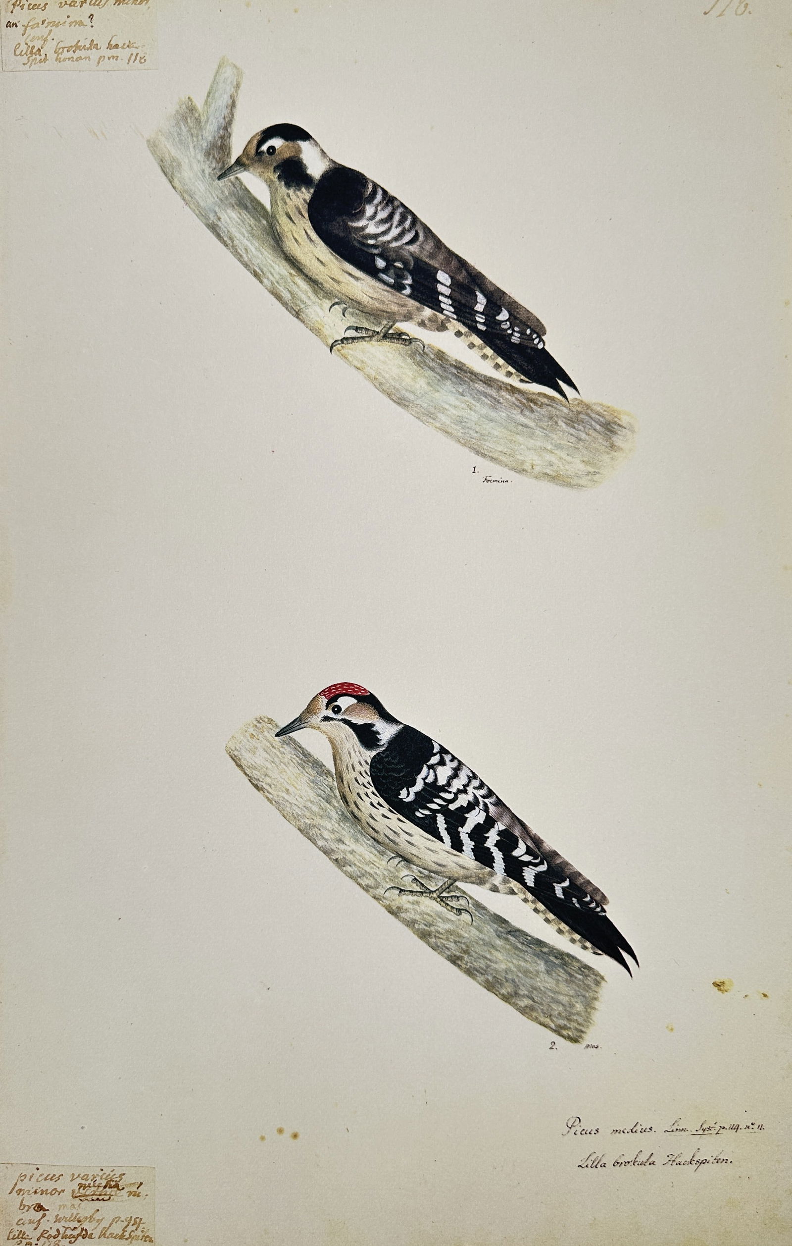 Olof Rudbeck the Younger – Picus (Woodpeckers) – Facsimile print printed on quality paper: This facsimile print is a modern print on quality paper of an ornithological illustration originally created by Olof Rudbeck the Younger. The image depicts two species of woodpeckers on separate secti