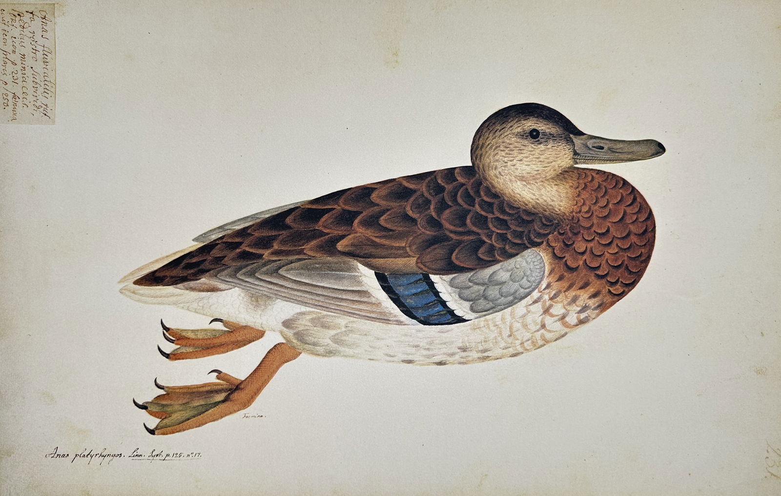 Olof Rudbeck the Younger – Anas Platyrhynchos (Mallard Duck) – Facsimile print printed (1 of 2)