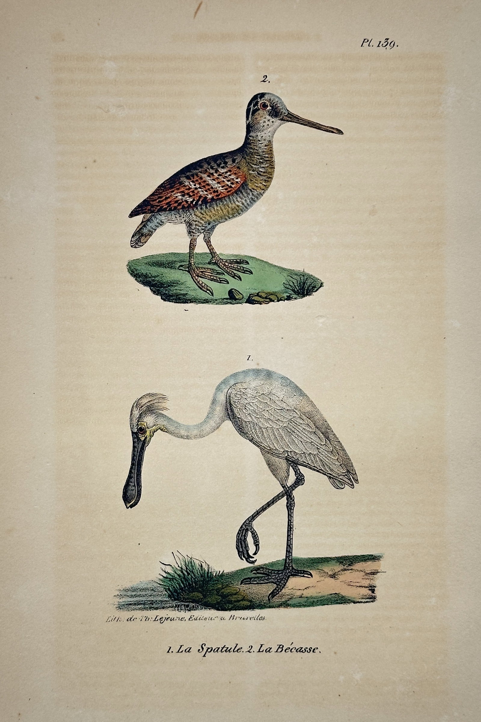 Georges-Louis Leclerc, Comte de Buffon – Spoonbill and Woodcock – Engraving (1780s): This engraving is a plate from the supplementary volumes of Buffon's monumental natural history work, Histoire Naturelle, générale et particulière. The hand-coloring distinguishes the birds' featur