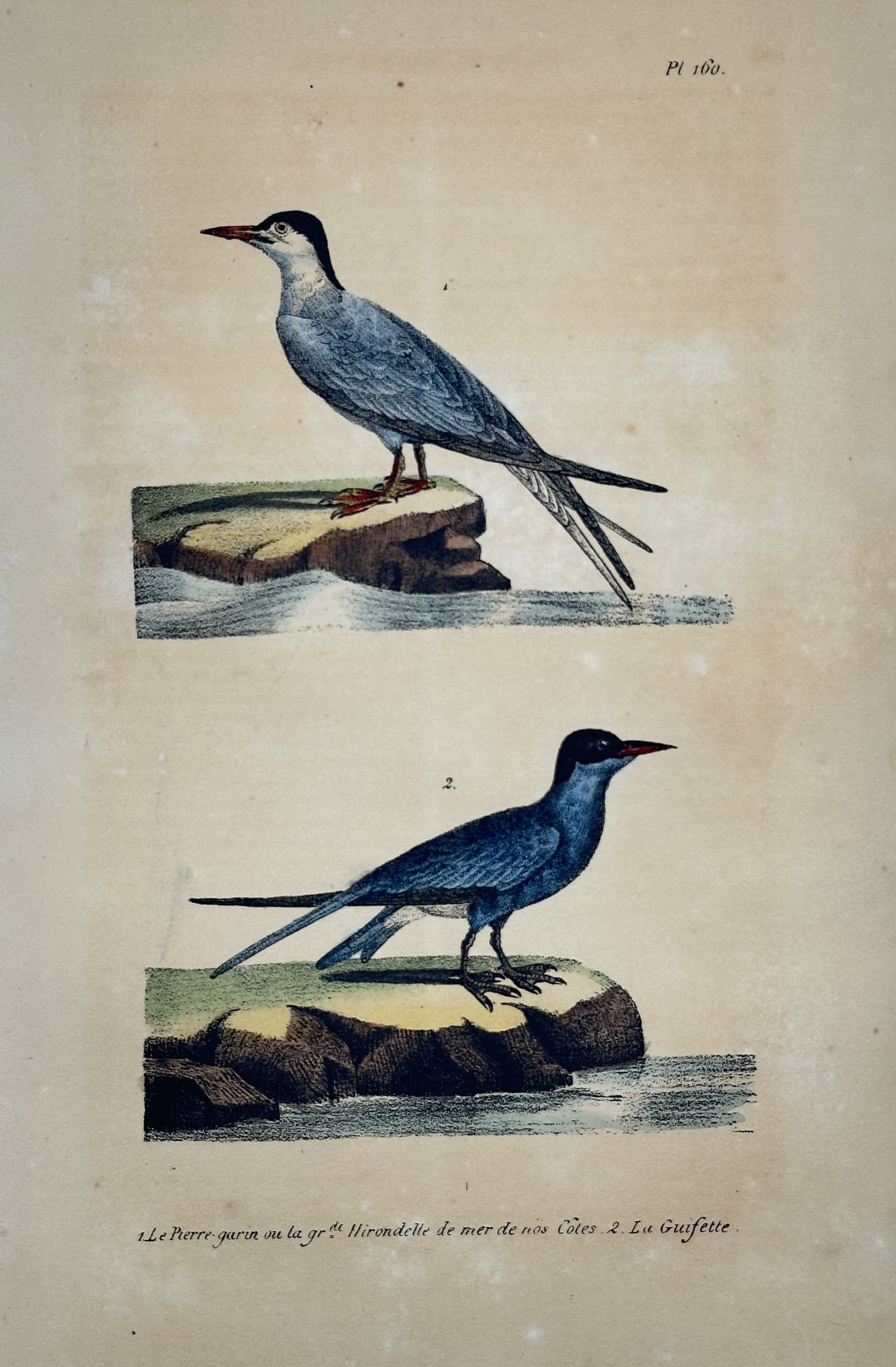 Georges-Louis Leclerc, Comte de Buffon – Terns – Engraving (1780s): This engraving is a plate from the supplementary volumes of Buffon's monumental natural history work, Histoire Naturelle, générale et particulière. These detailed illustrations were essential for c
