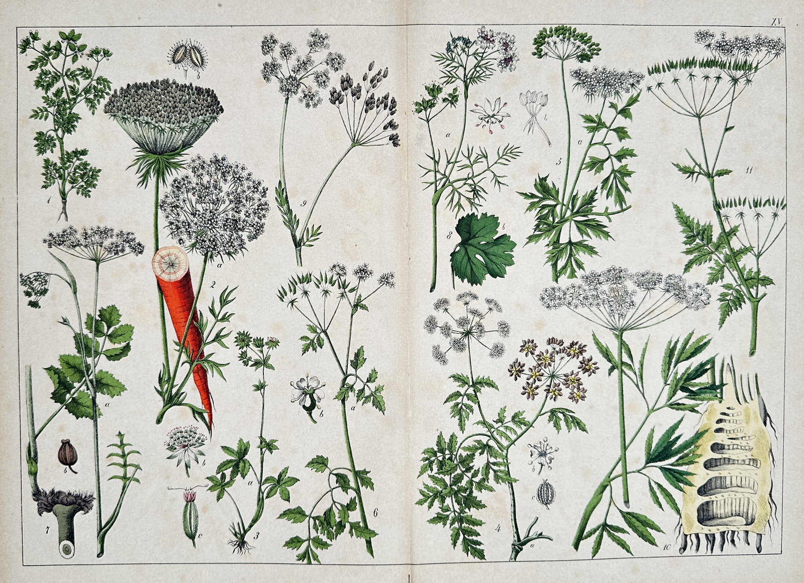Jacob Sturm (1771–1847) – Daucus, Carum, Petroselinum, and other Apiaceae – Lithograph (1872): This lithograph is a plate of multiple botanical illustrations, primarily featuring various species from the Apiaceae (umbellifer) family. The illustrations include Daucus (Carrot, featuring a large w