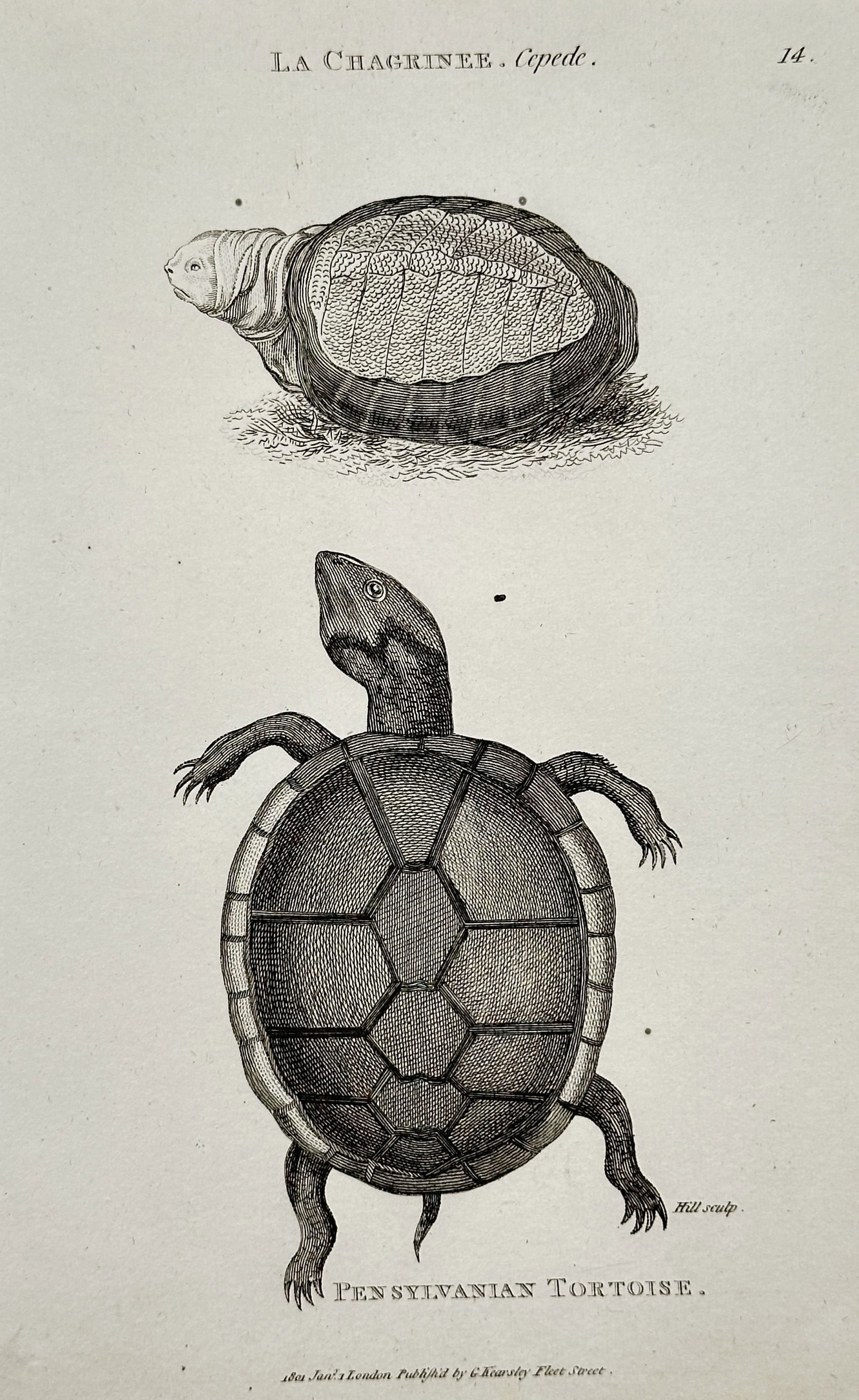 George Shaw (1751–1813) – Reptile Illustrations: Shagreen Turtle and Pennsylvanian Tortoise: This engraving depicts two species of turtles, including the Pennsylvanian Tortoise, and was published in London by G. Kearsley. George Shaw was a renowned British botanist and zoologist who served as