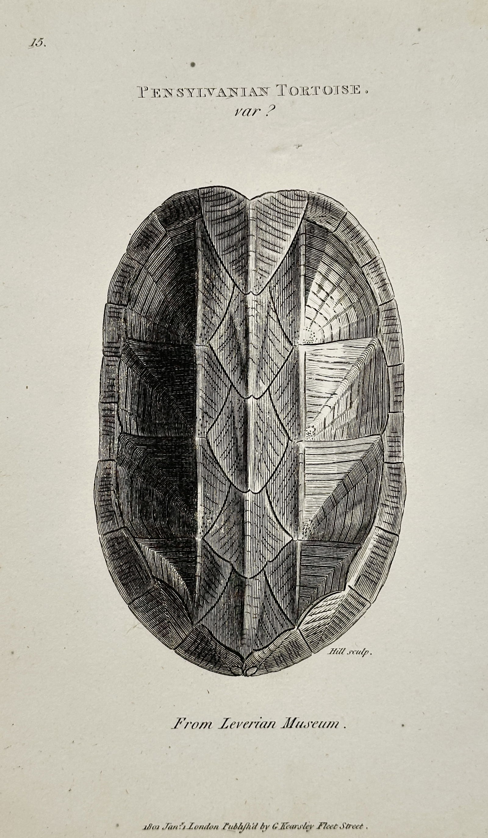 George Shaw (1751–1813) – Illustration of the Pennsylvanian Tortoise, Var. 2 – Engraving (1 of 2)