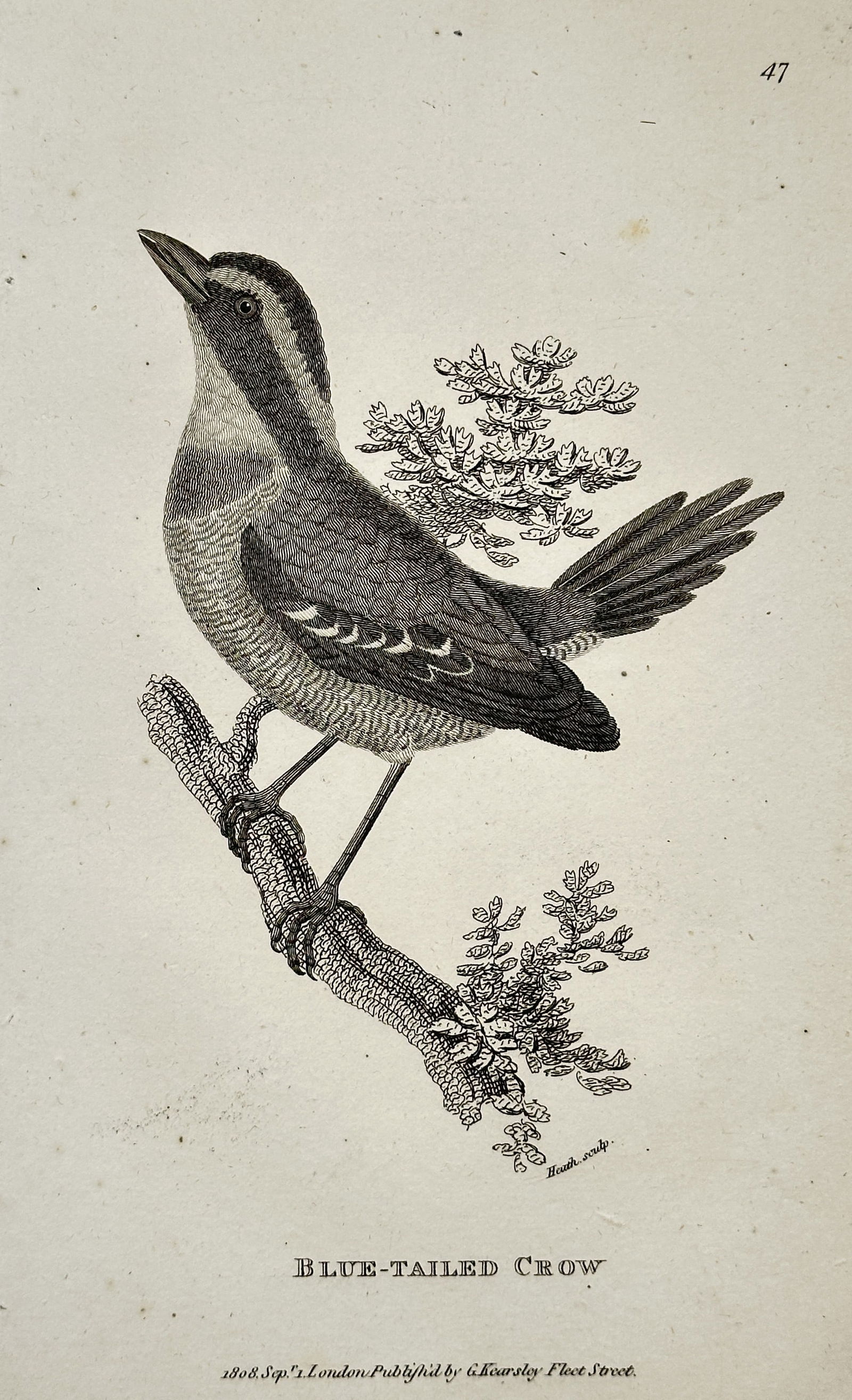George Shaw (1751–1813) – Illustration of the Blue-Tailed Crow – Engraving (1804) (1 of 2)