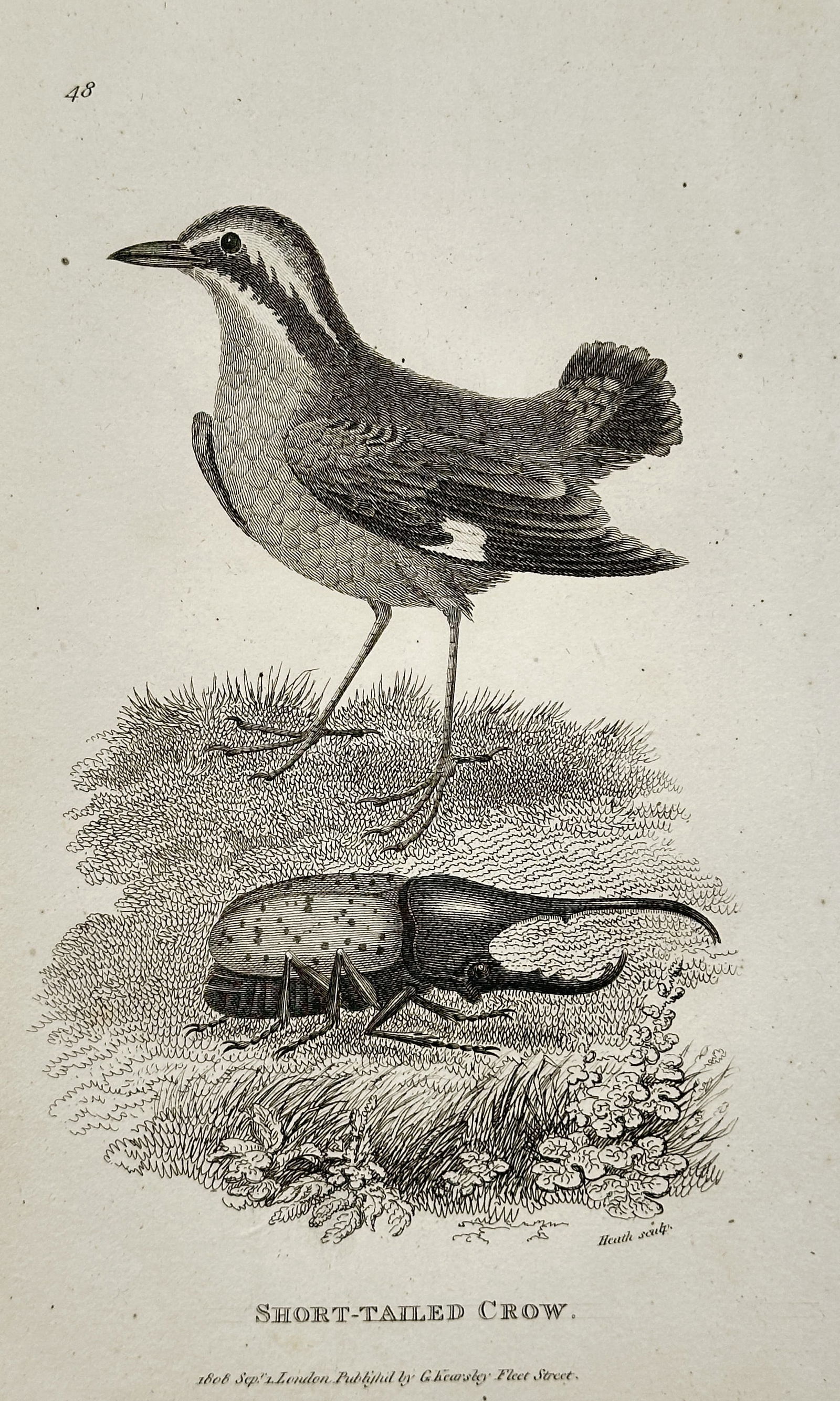 George Shaw (1751–1813) – Illustration of the Short-Tailed Crow and Rhinoceros Beetle: This engraving depicts the short-tailed crow standing near a rhinoceros beetle, published in London by G. Kearsley. George Shaw was a renowned British botanist and zoologist who served as an assistant