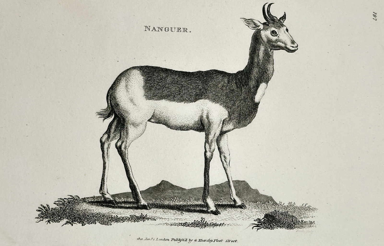 George Shaw (1751–1813) – Illustration of the Nanguer Gazelle – Engraving (1804): This engraving depicts the Nanguer gazelle standing in a landscape, published in London by G. Kearsley. George Shaw was a renowned British botanist and zoologist who served as an assistant keeper of n