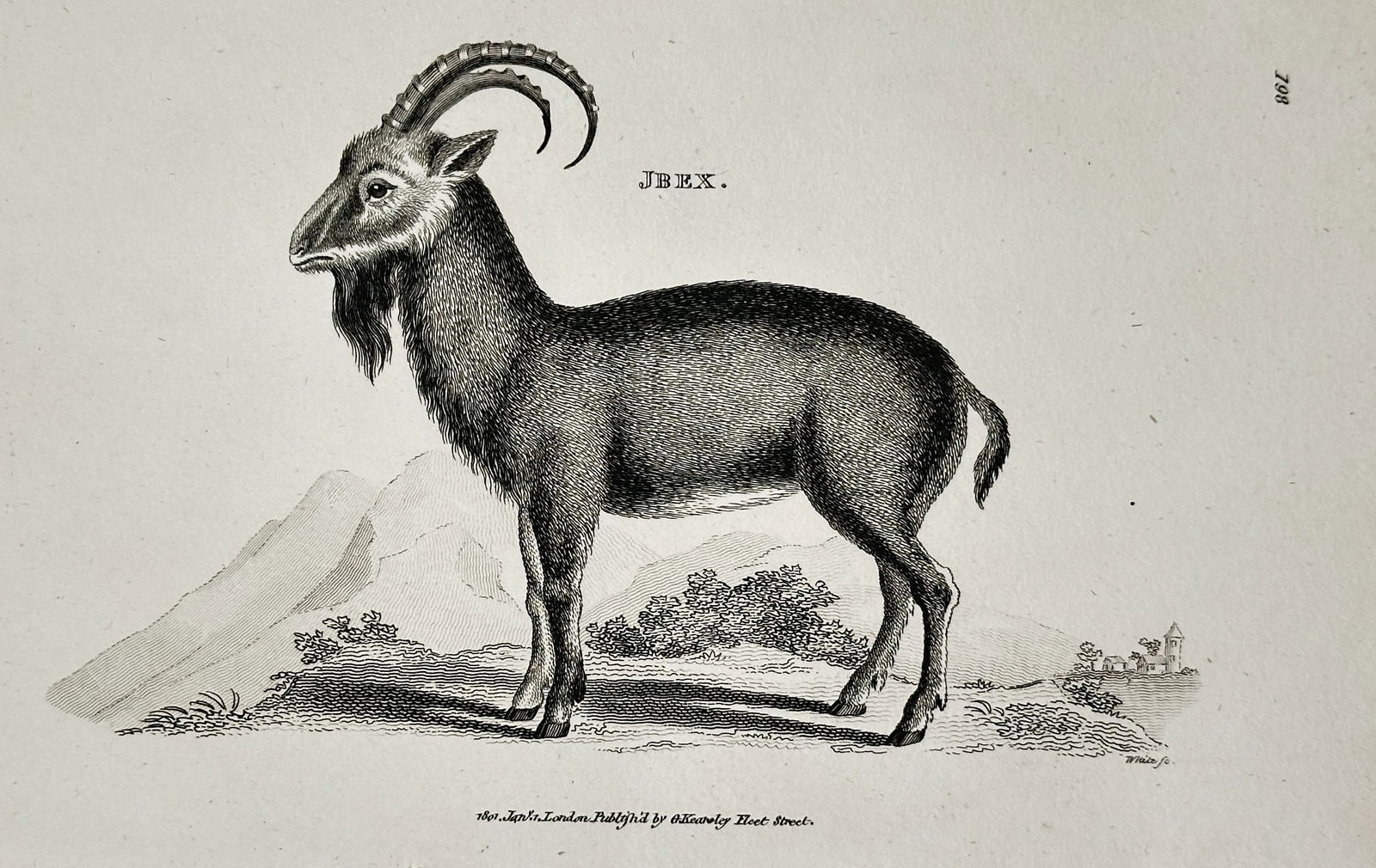 George Shaw (1751–1813) – Illustration of the Ibex – Engraving (1804): This engraving depicts the ibex standing in a mountainous landscape, published in London by G. Kearsley. George Shaw was a renowned British botanist and zoologist who served as an assistant keeper of