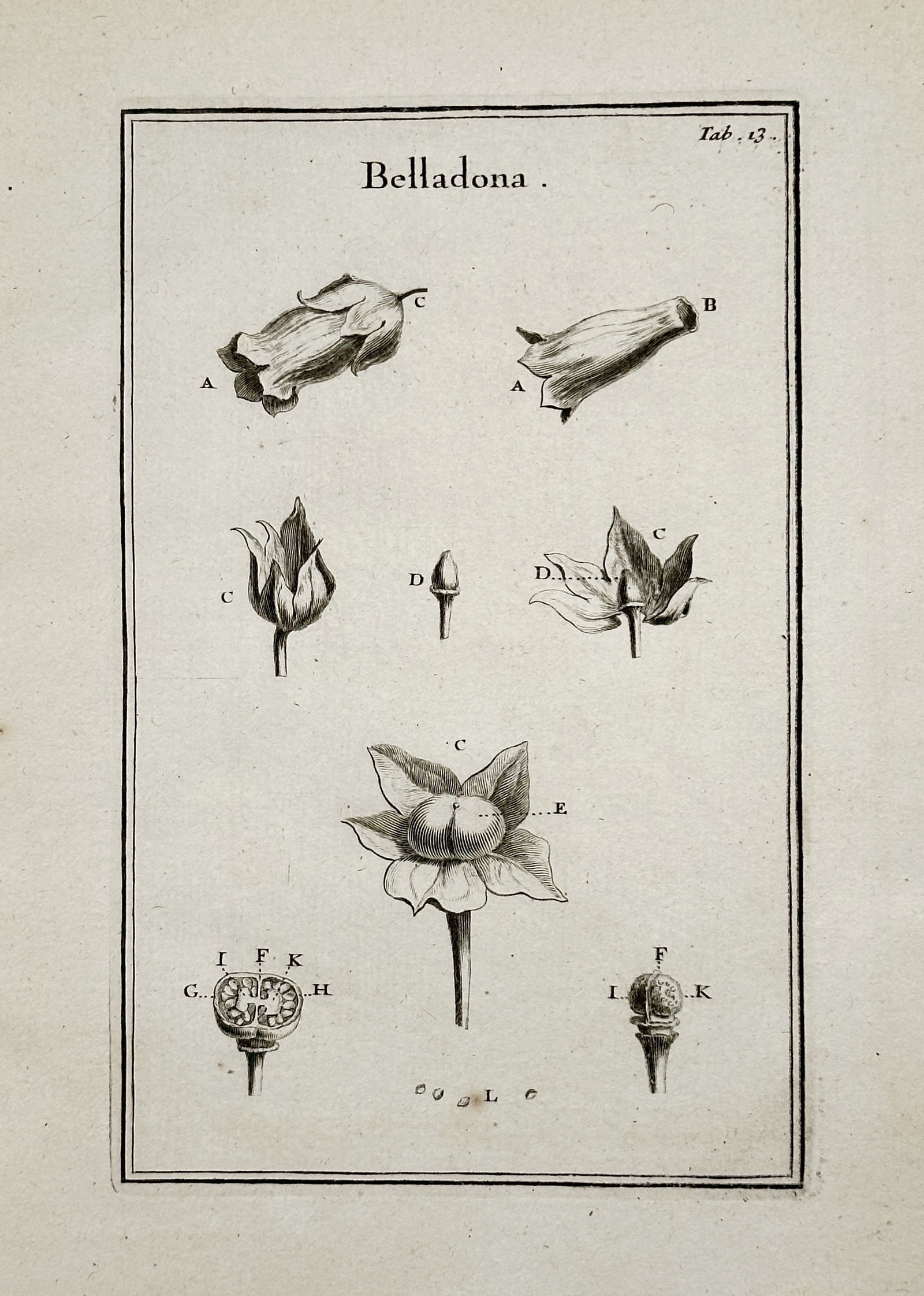 Joseph Pitton de Tournefort (1656–1708) – Botanical Illustration of Belladonna, Plate 17 (1 of 2)