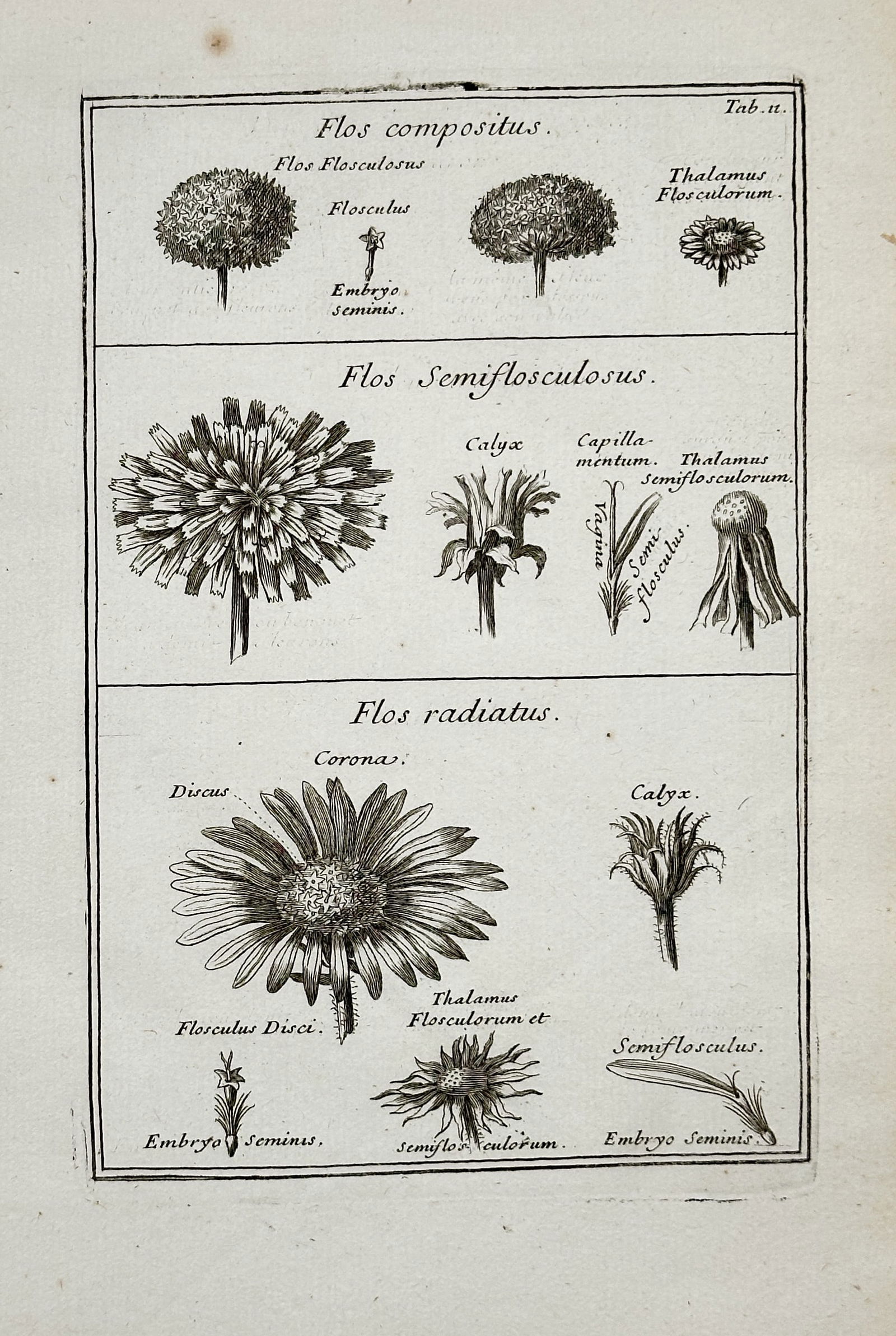 Joseph Pitton de Tournefort (1656–1708) – Botanical Illustration of Compound Flower Types, Plate (1 of 2)