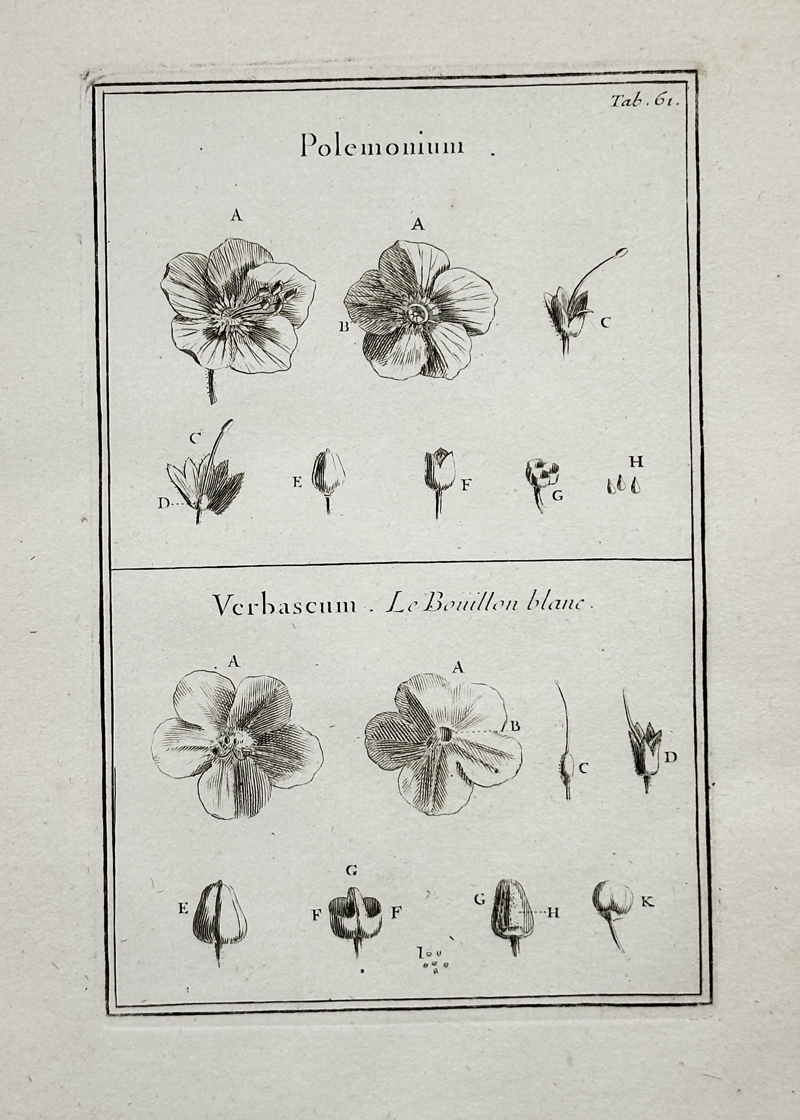 Joseph Pitton de Tournefort (1656–1708) – Botanical Illustration of Polemonium and Verbascum (1 of 2)