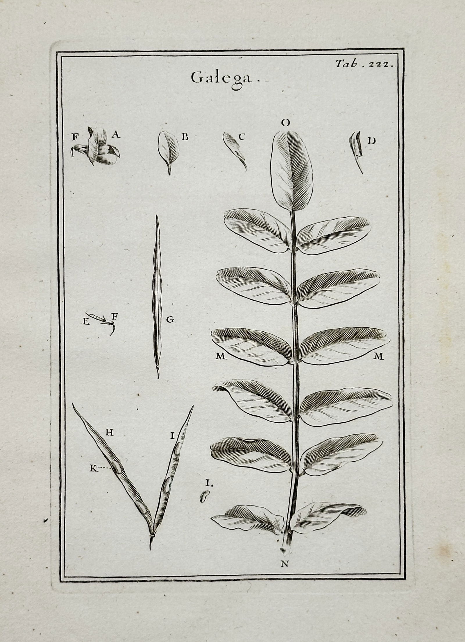 Joseph Pitton de Tournefort (1656–1708) – Botanical Illustration of Galega (Goat's Rue), Plate (1 of 2)