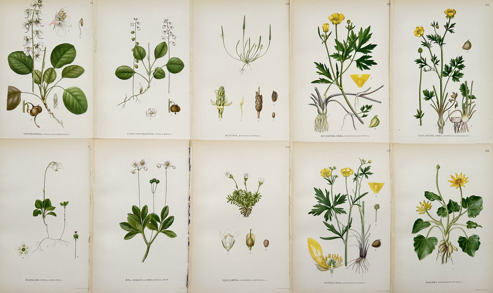 Carl Lindman – Set of 10: Illustrations from Nordic flora – Hand-colored engraving (1 of 2)