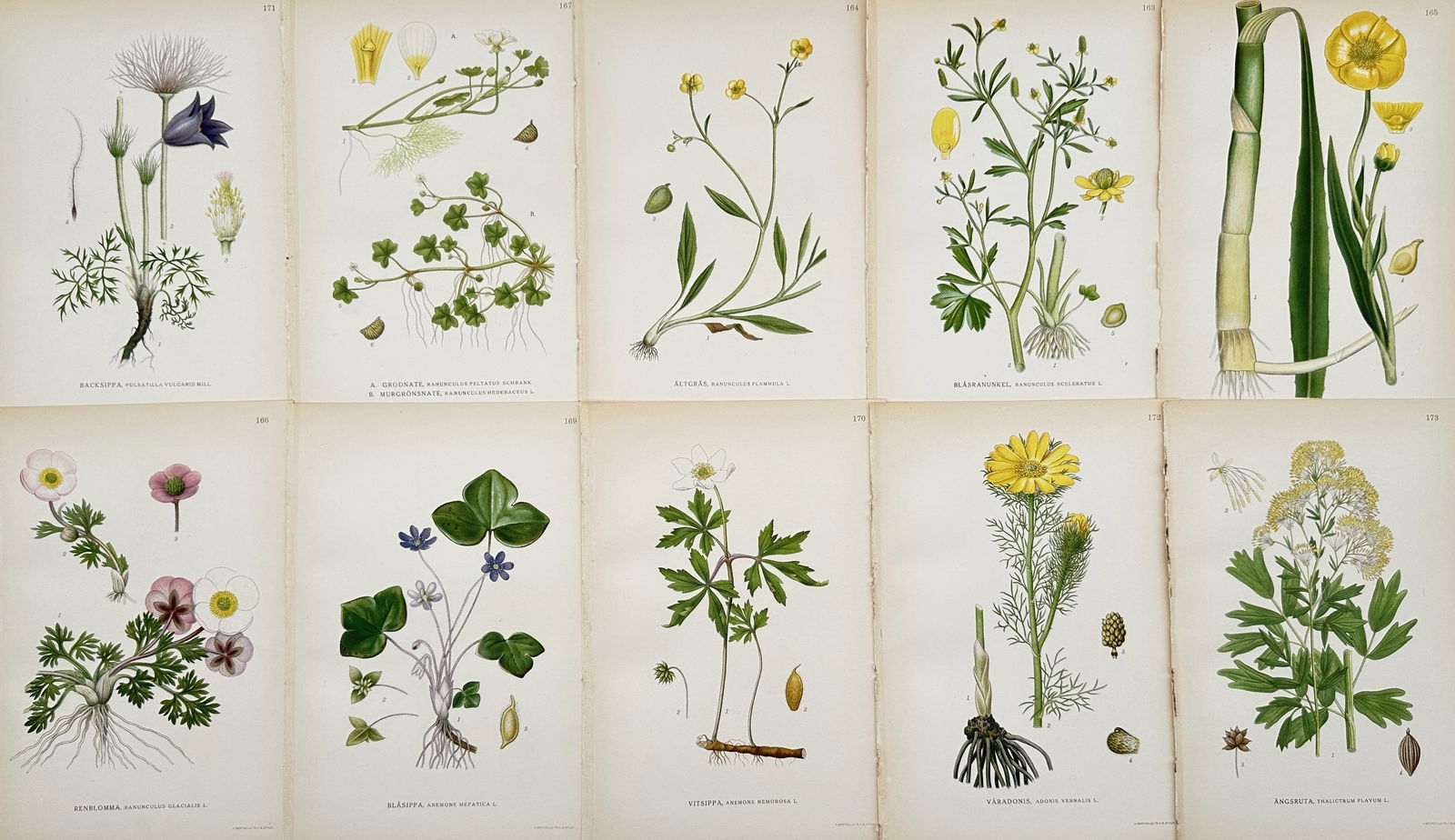 Carl Lindman – Set of 10 Botanical Illustrations – Hand-colored engraving (1 of 2)