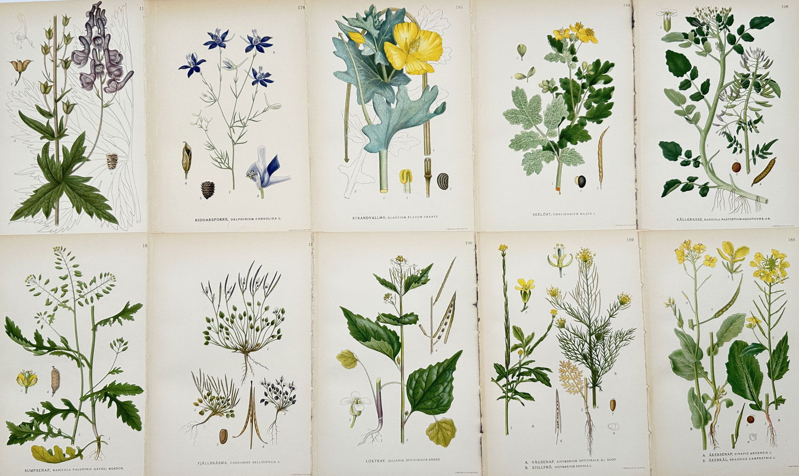 Carl Lindman – Set of 10: Botanical Illustrations from Nordic Botany: Aconitum, Delphinium (1 of 2)