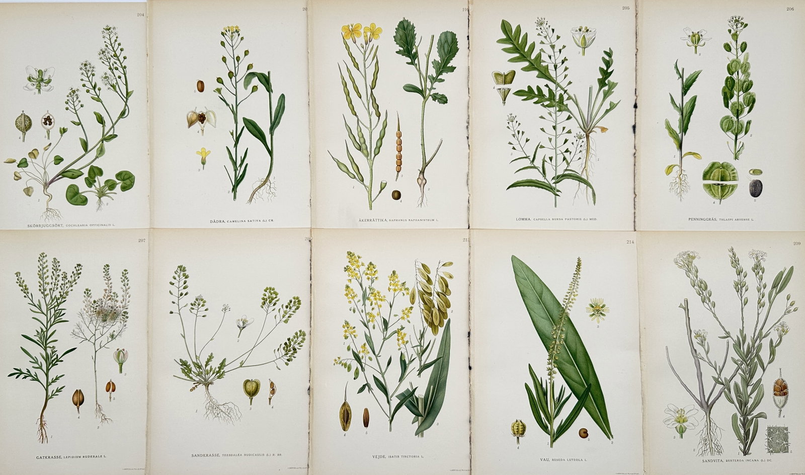 Carl Lindman – Set of 10: Botanical Illustrations from Nordic Botany: Thlaspi, Capsella: This set of 10 hand-colored engravings includes detailed illustrations of various Nordic flora, including the genera Thlaspi, Capsella, and Isatis, published in the renowned series of work.Carl Axel M