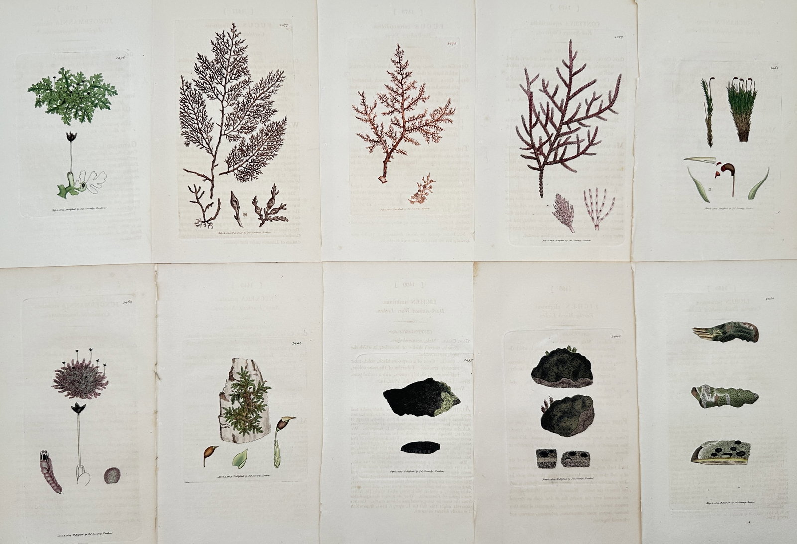 James Sowerby – Set of 10: Botanical Illustrations: Marine Algae and Lichens: This set of 10 chromolithographs includes detailed illustrations of non-flowering plants such as marine algae and lichens, published in the botanical work.James Sowerby was a renowned English natural 