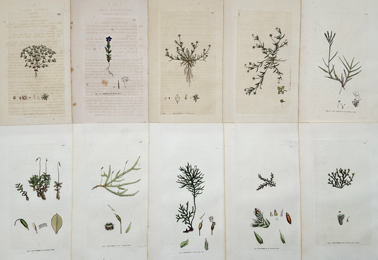 James Sowerby – Set of 10: Botanical Illustrations: Flowering Plants, Mosses: This set of 10 chromolithographs includes detailed illustrations of various flora, featuring a mix of flowering plants, mosses, and ferns, published in the botanical work.James Sowerby was a renowned 