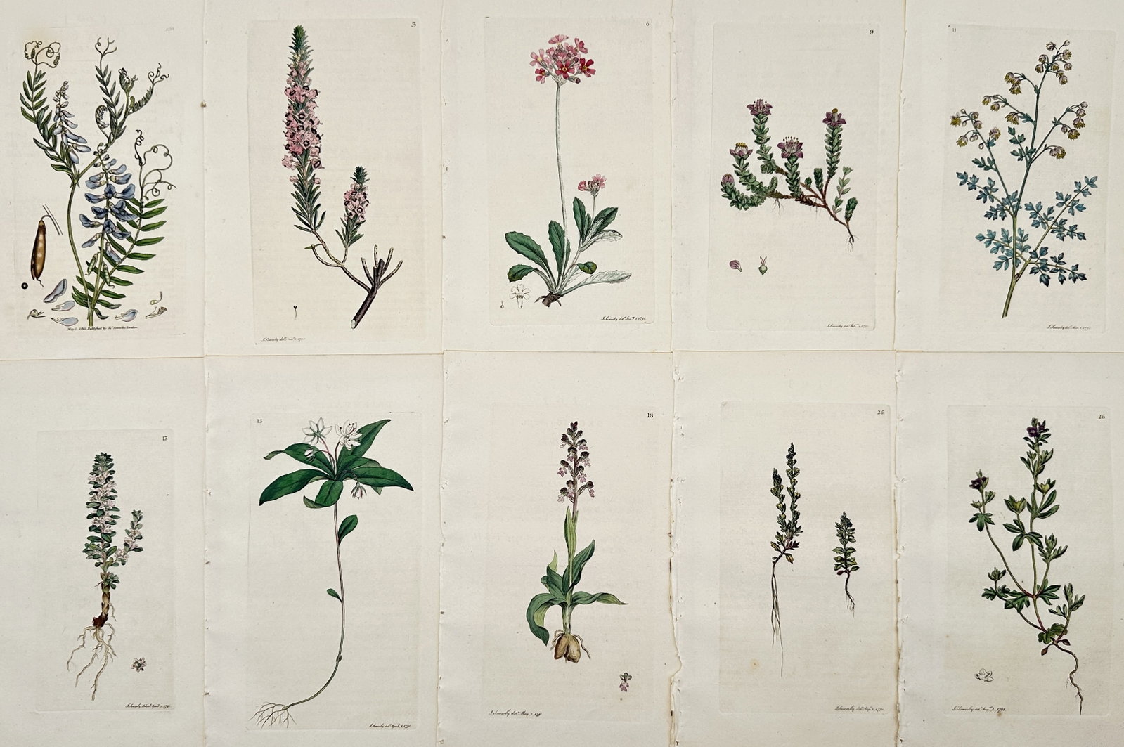 James Sowerby – Set of 10: Botanical Illustrations: Vetch, Primrose, and Orchid Species: This set of 10 chromolithographs includes detailed illustrations of various Nordic flowering plants, featuring species of Vetch, Primrose, and Orchid, published in the botanical work.James Sowerby was