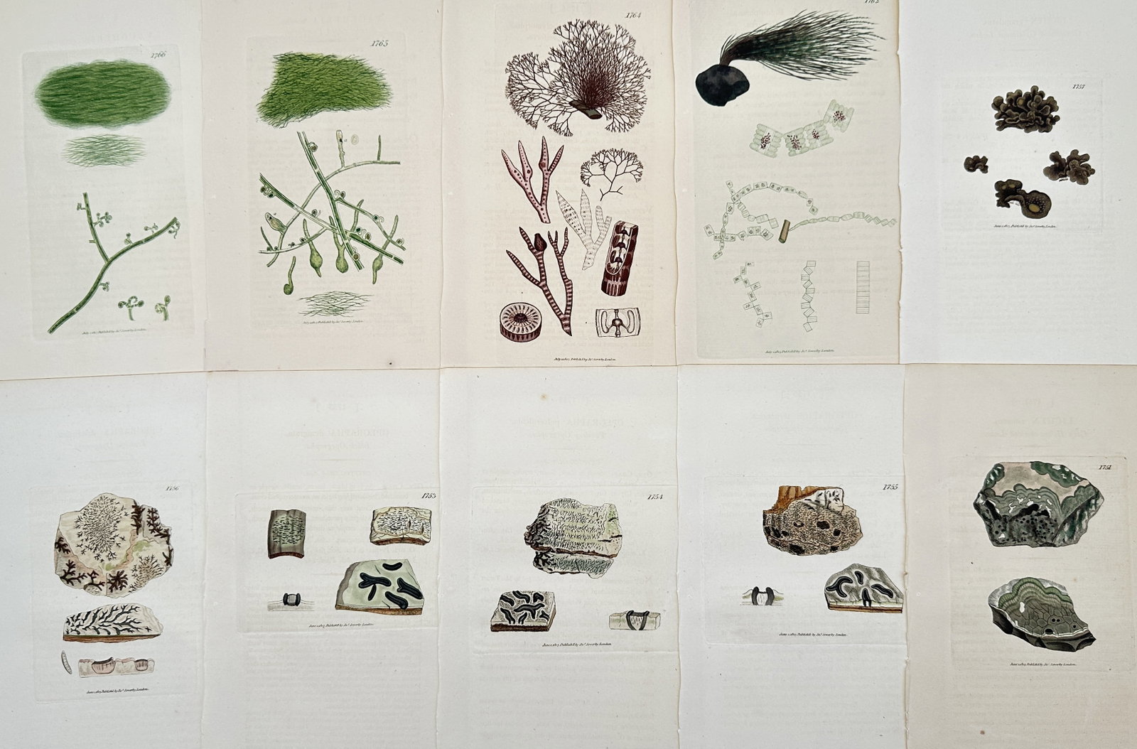 James Sowerby – Set of 10: Botanical Illustrations: Cryptogams, Lichens, and Marine: This set of 10 chromolithographs includes detailed illustrations of cryptogams, focusing on lichens and various species of marine algae, published in the botanical work.James Sowerby was a renowned En