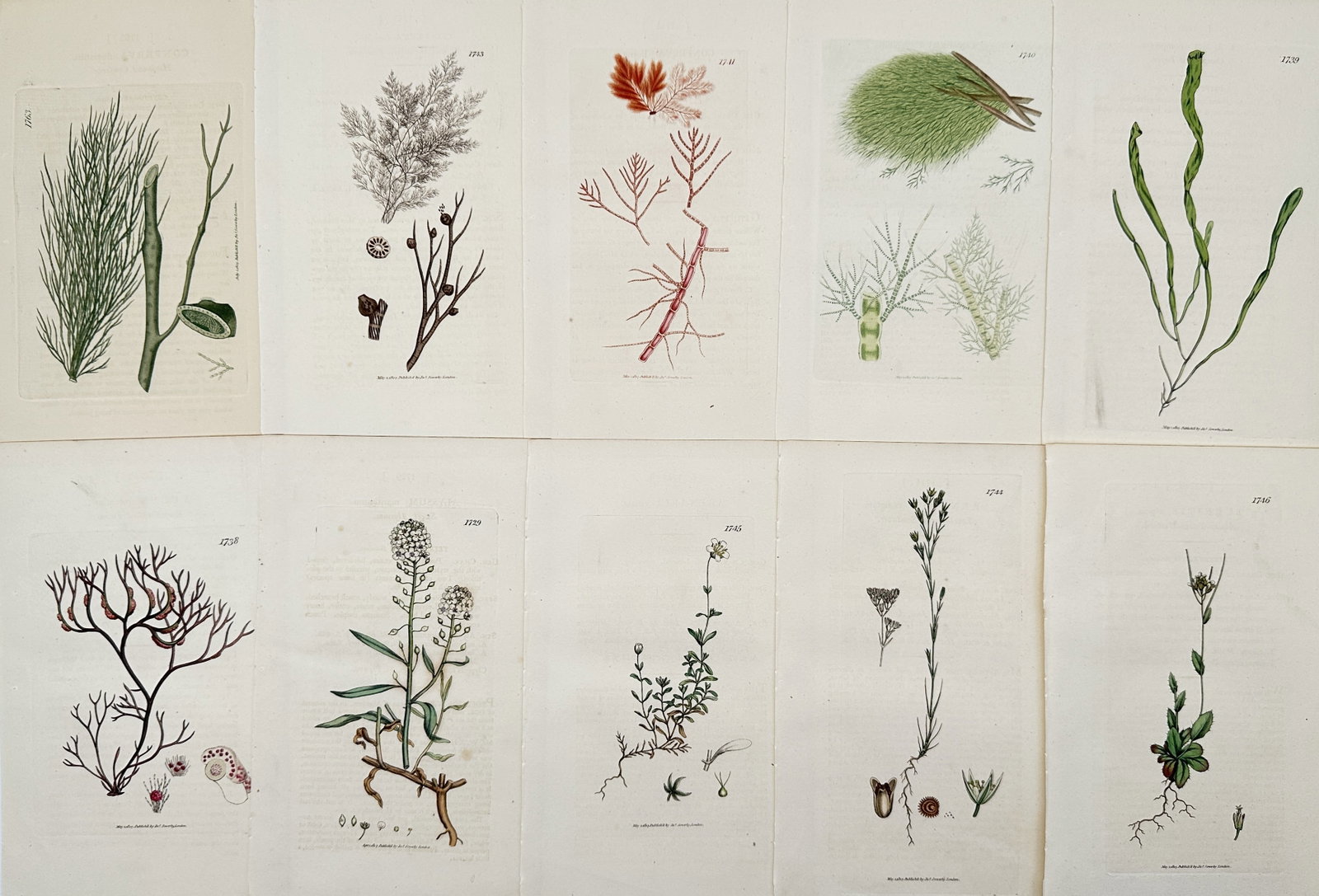 James Sowerby – Set of 10: Botanical Illustrations: Diverse Marine and Flowering: This set of 10 chromolithographs includes detailed illustrations of diverse Nordic flora, featuring various species of marine algae and small flowering plants, published in the botanical work.James So