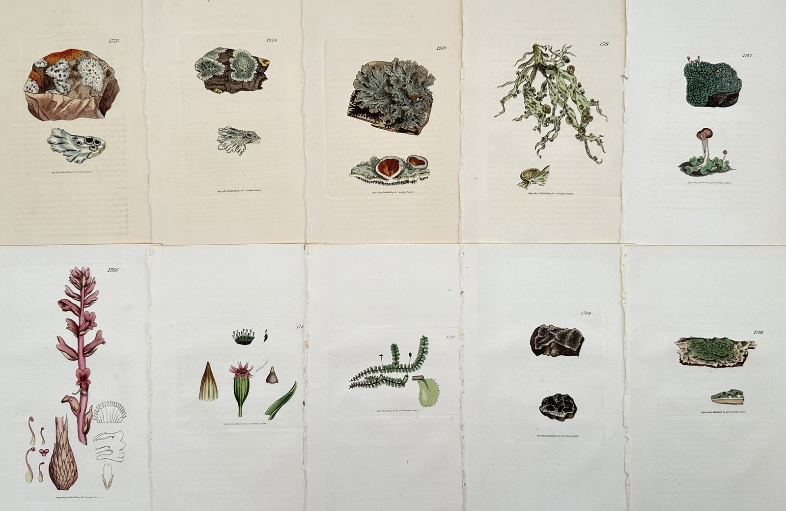 James Sowerby – Set of 10: Botanical Illustrations: Fungi, Lichens, and Cryptogams: This set of 10 chromolithographs includes detailed illustrations of Nordic cryptogams and parasitic flora, featuring fungi, lichens, and mosses, published in the botanical work.James Sowerby was a ren