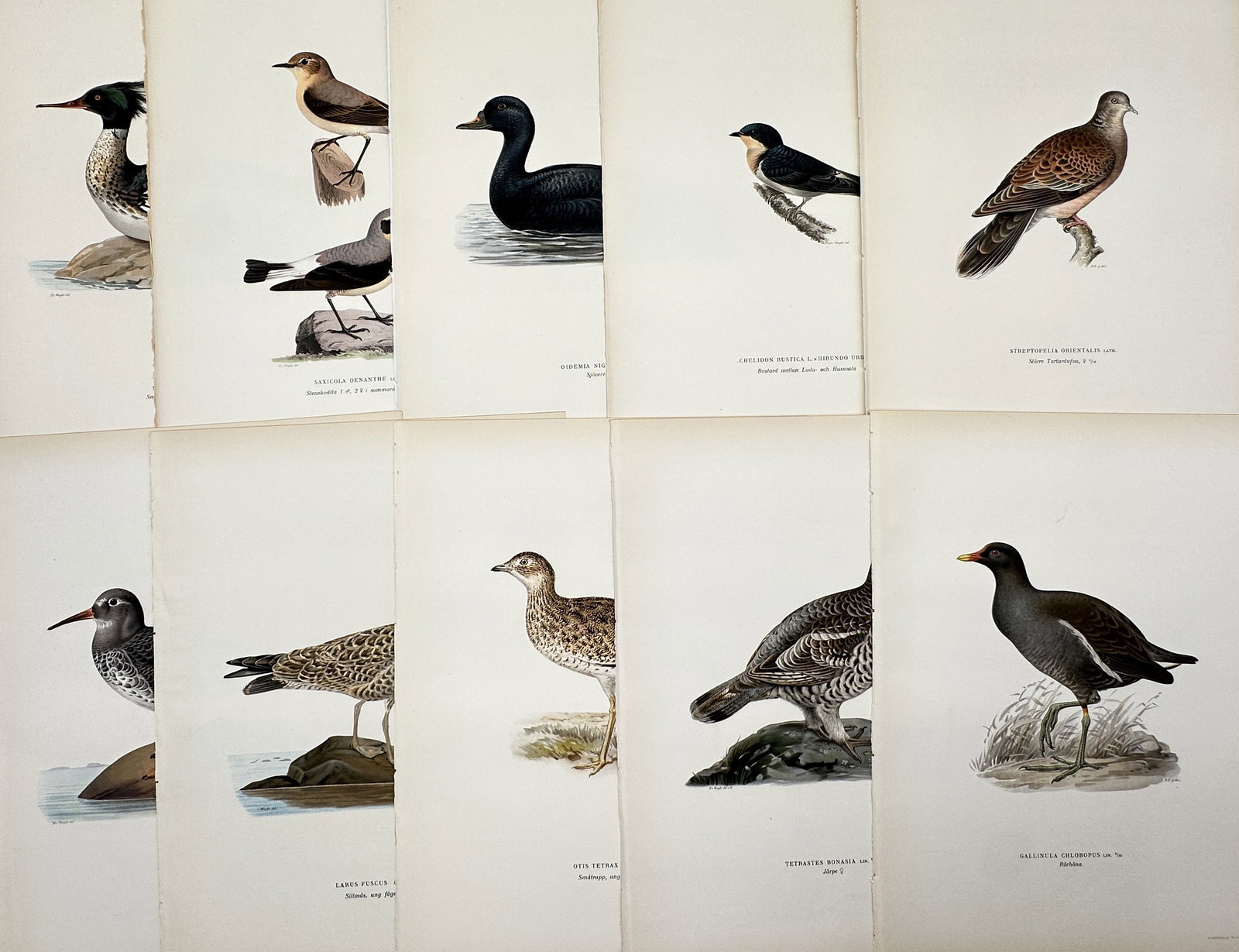 Magnus von Wright – Set of 10: Ornithological Illustrations of European Water and Game Birds: This set of 10 hand-colored lithographs includes detailed illustrations of various European water birds and game birds. Magnus von Wright was a Finnish painter and ornithologist, known for his highly 